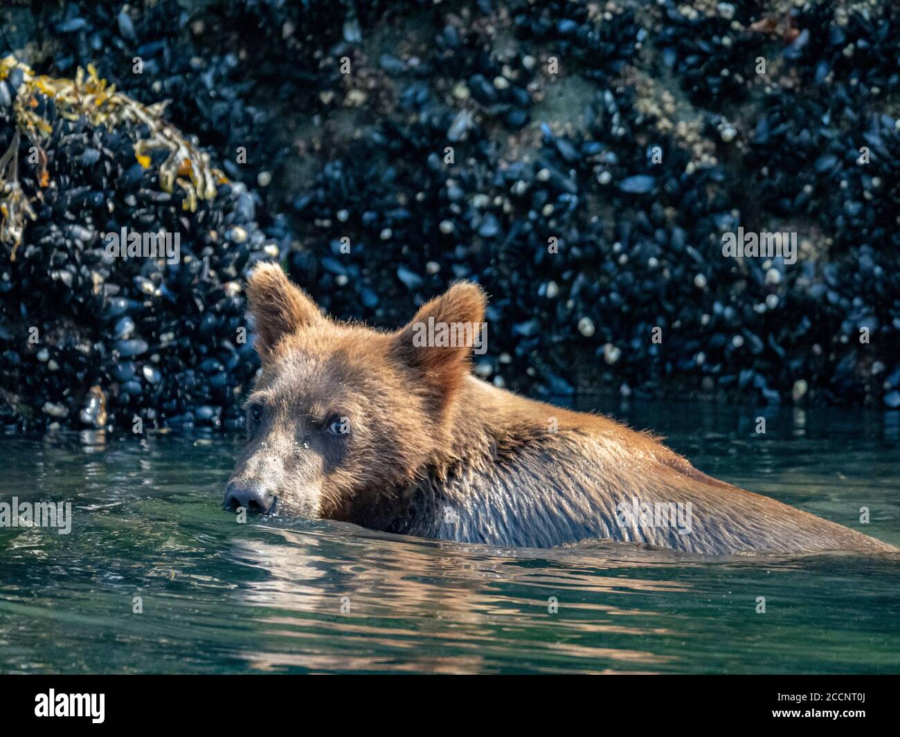 Un giovane orso bruno, Ursus arctos, nel porto geografico, Katmai National Park, Alaska, USA. Foto Stock