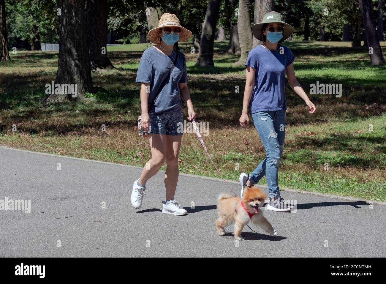 Una donna e un'amica asiatica americana camminano un cane pekinese mentre indossano le maschere facciali. A Flushing, Queens, New York City. Foto Stock