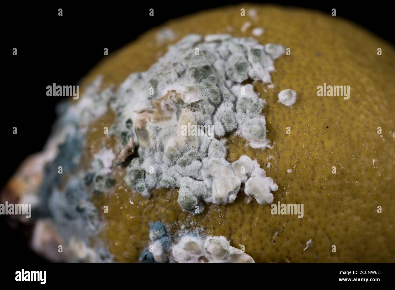 Muffa fungo primo piano di spandimento e la crescita sul limone. Cibo decaduto. Foto Stock