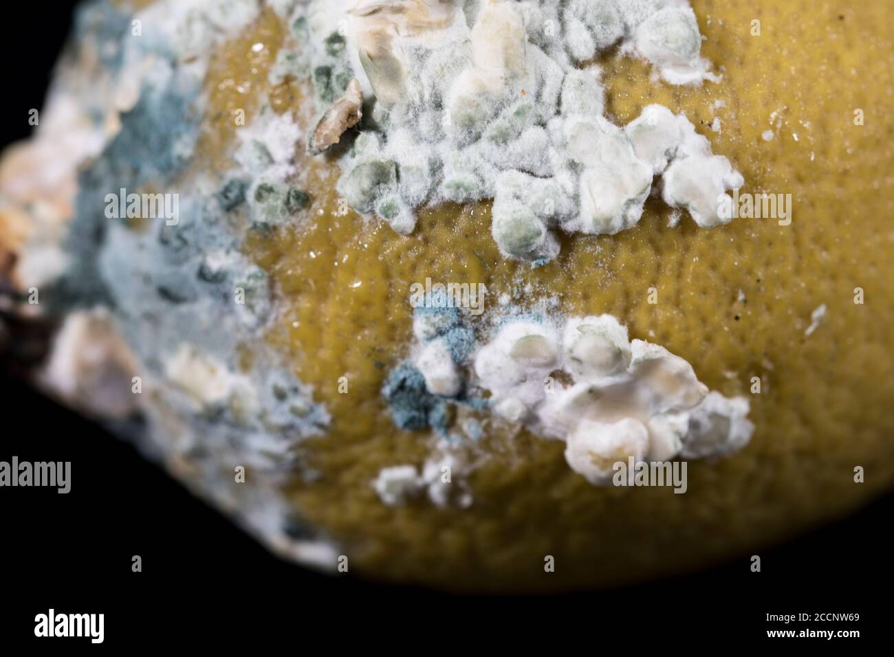 Fungo primo piano muffa macinata macro vista di funghi viziato cibo. Foto Stock