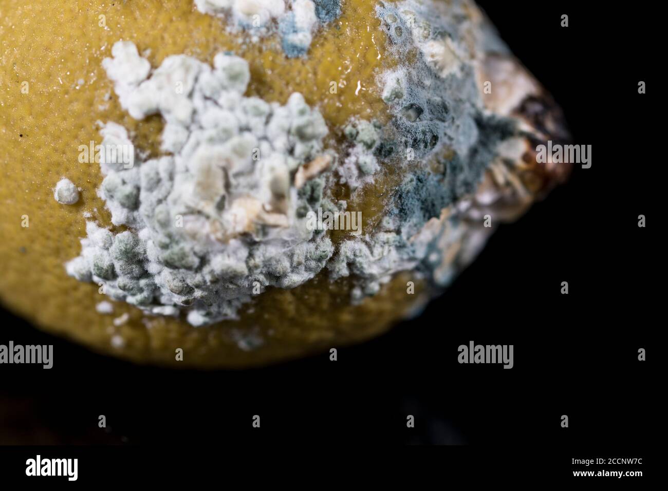 Muffa su alimento vicino su limone marcio con fungo che cresce su esso. Primo piano stampo su cibo. Foto Stock