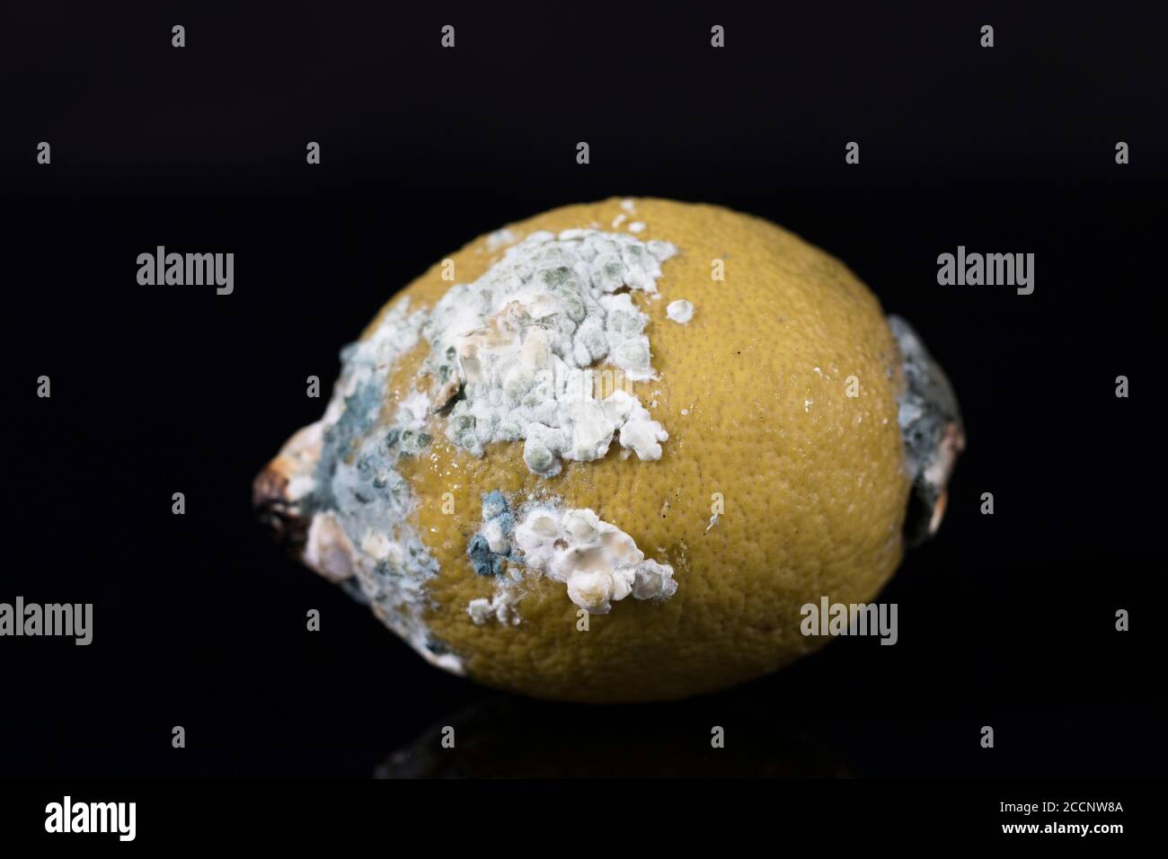 Rovinato macrocrone alimentare vicino di crescita fungina che si diffonde e cresce sul limone. Foto Stock