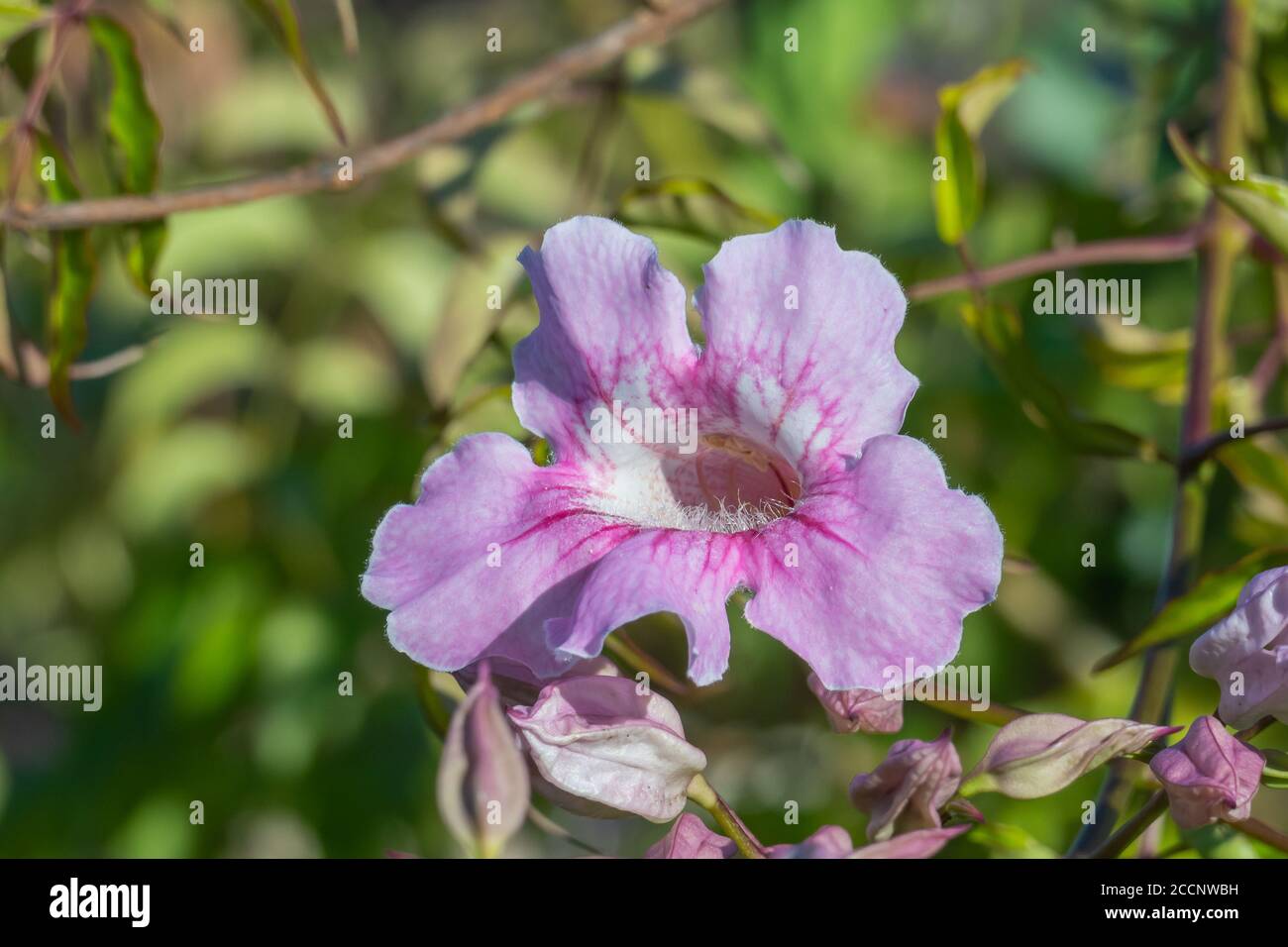 fiore rosa tromba vista ravvicinata con luce solare Foto Stock
