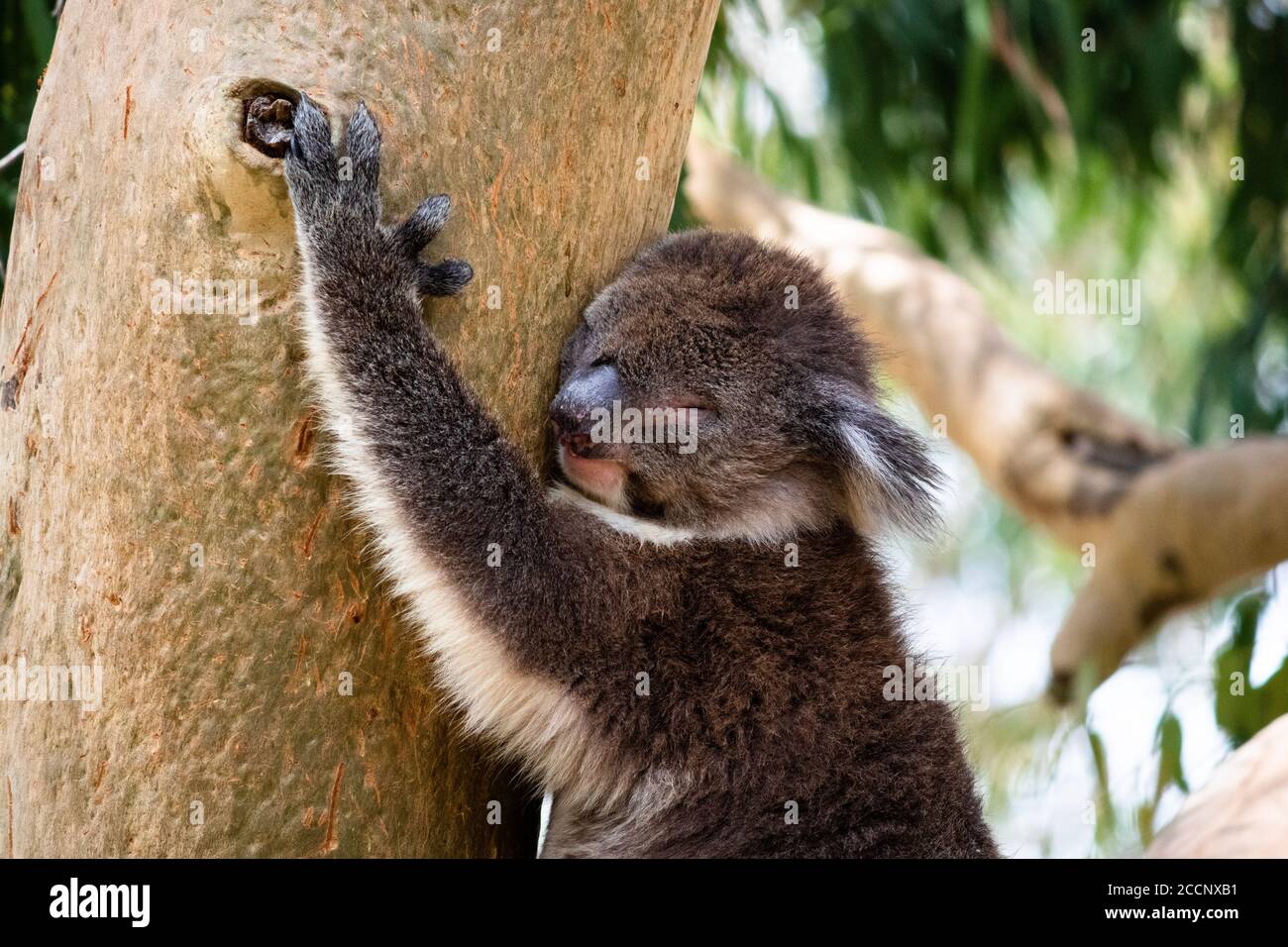 Ritratto di un koala sonnolento di giorno, abbracciando il tronco di un albero di eucalipto. Parco nazionale di Yanchep, Australia Occidentale WA, Australia, Oceania Foto Stock