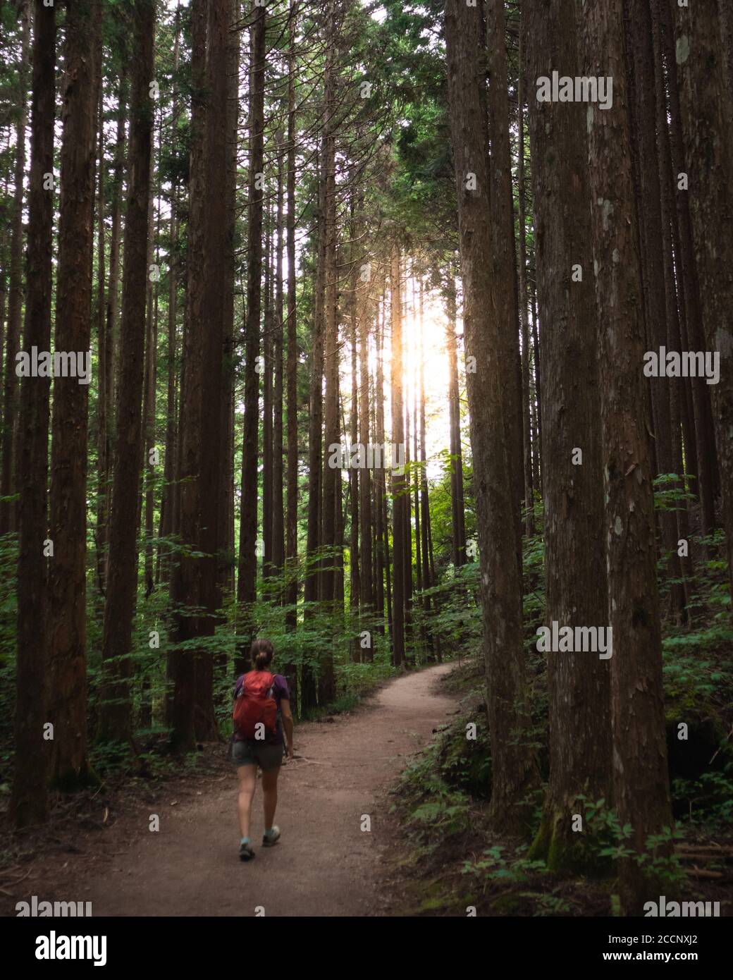 Donna che cammina su un sentiero attraverso i boschi, verso la luce del sole. Fitta foresta con alti alberi. Sentiero Nakasendo tra Magome e Tsumago, Giappone Foto Stock