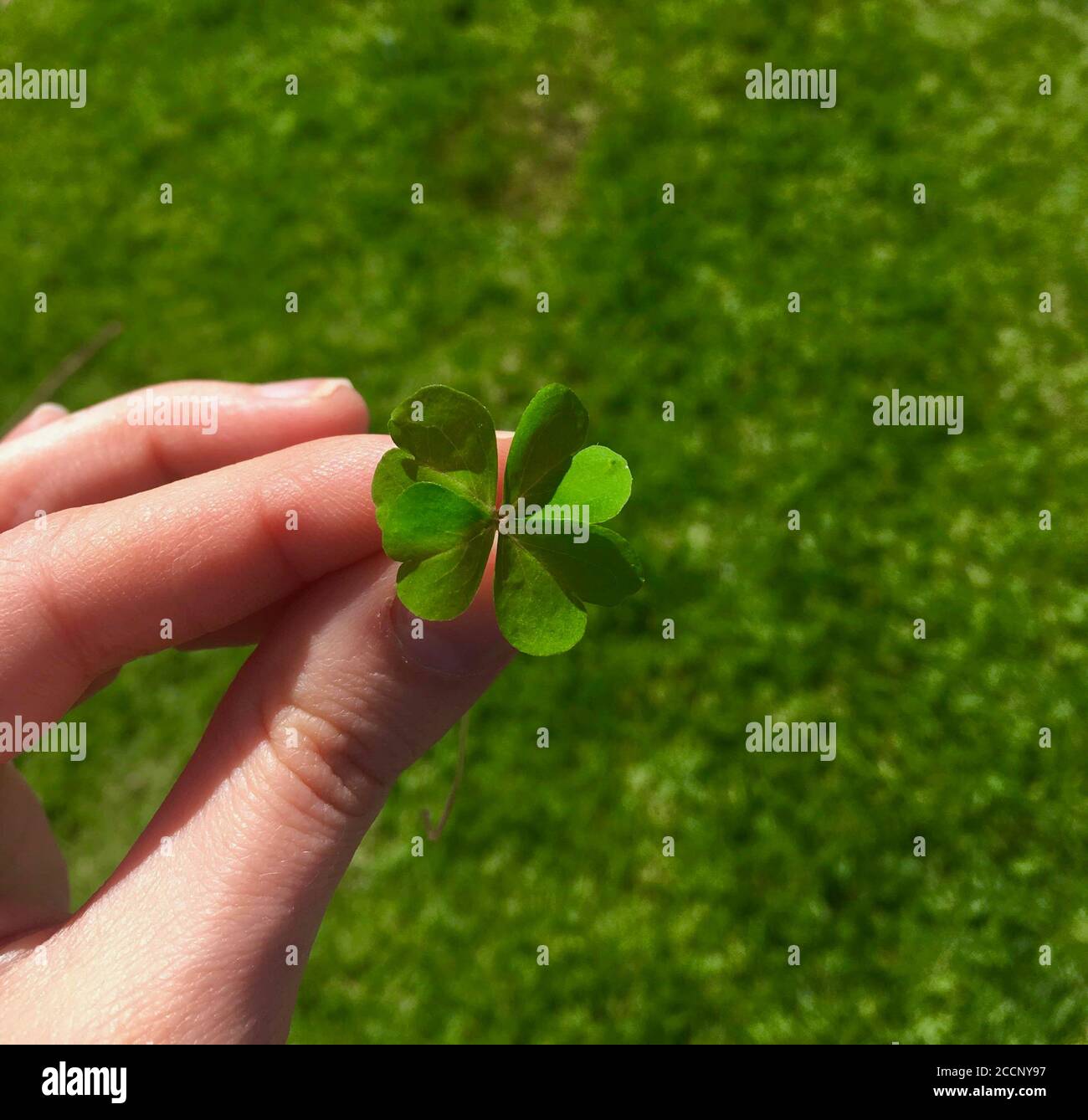 OH così fortunato trovare un trifoglio di quattro foglie Foto Stock