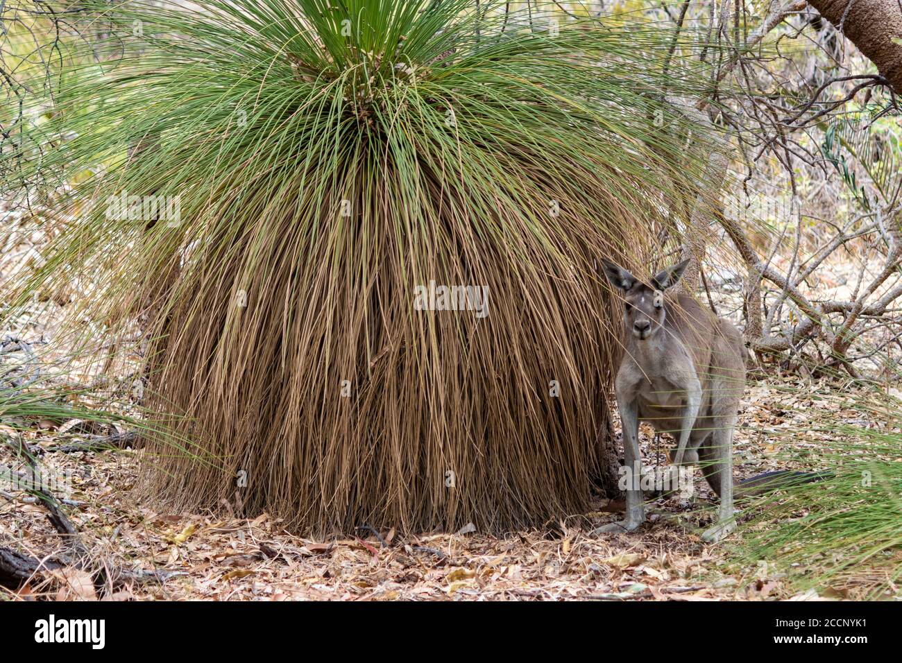 Ritratto di un canguro grigio occidentale nella natura selvaggia accanto ad un albero d'erba. Canguro guardando la macchina fotografica. Spazio di modifica. Parco nazionale di Yanchep, Australia Foto Stock