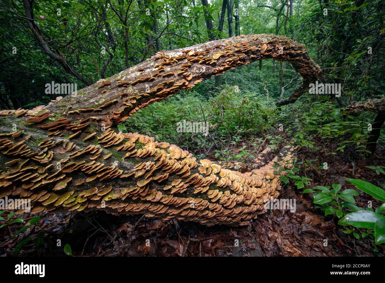Densa colonia di Polipore dentato Violetto (tricaptum biforme) che cresce su tronco di albero caduto - Pisgah National Forest, Brevard, North Carolina, USA Foto Stock