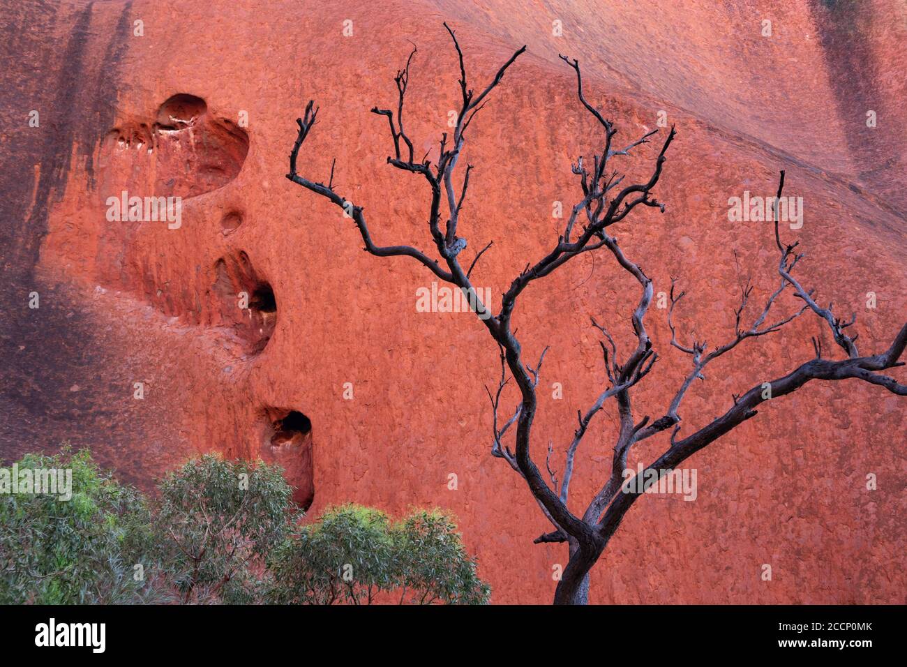 Primo piano immagine della parete rossa del Monte Uluru - Ayers Rock. Alghe nere, buchi prodotti dall'erosione dell'acqua. Uno dei fori a forma di cuore. Australia Foto Stock