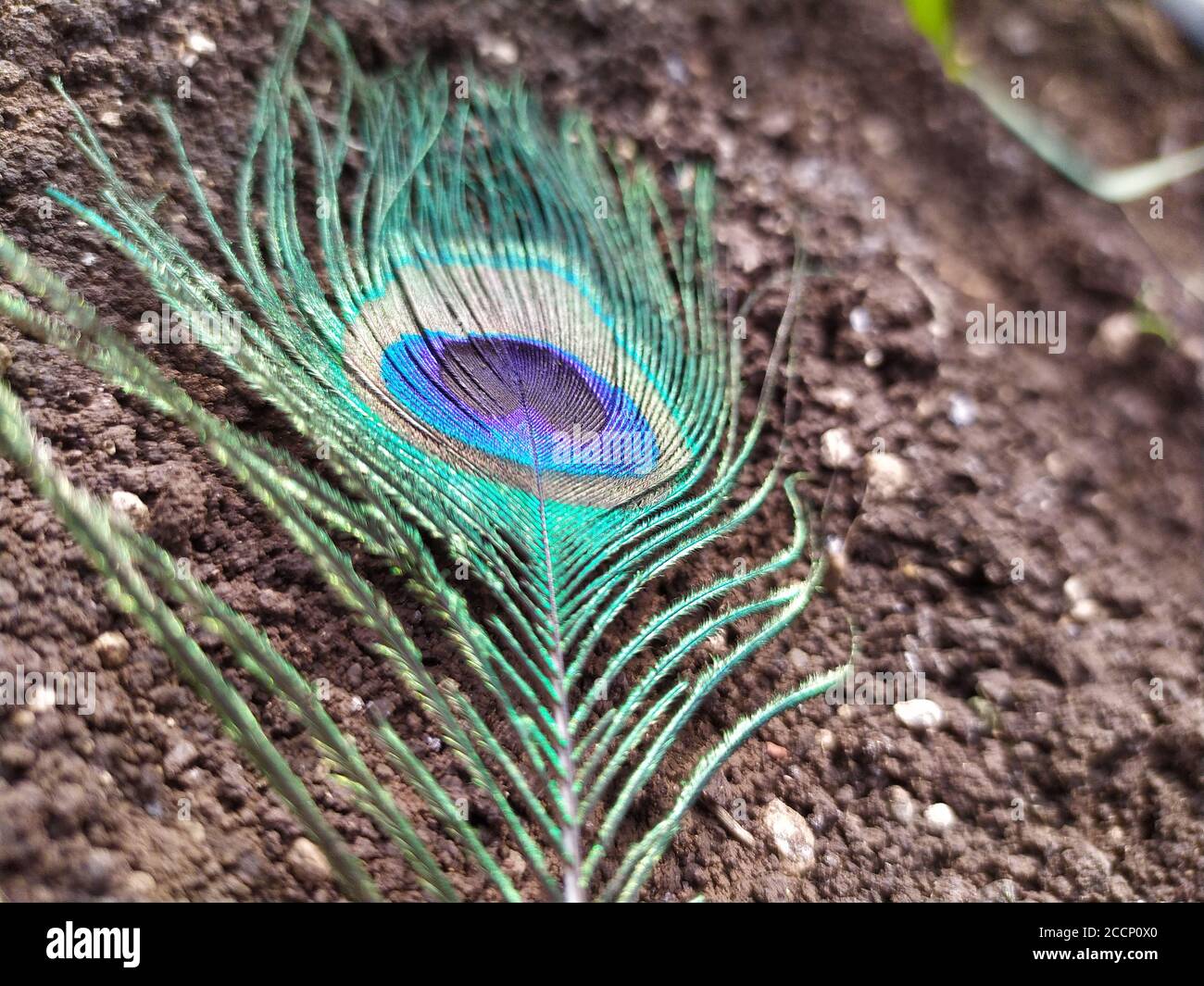 Una piuma di pavone è una cosa piacevole naturale. Fa parte della devozione. Sensazione di grande esperienza con di combinazione di terreno al mattino presto. Foto Stock