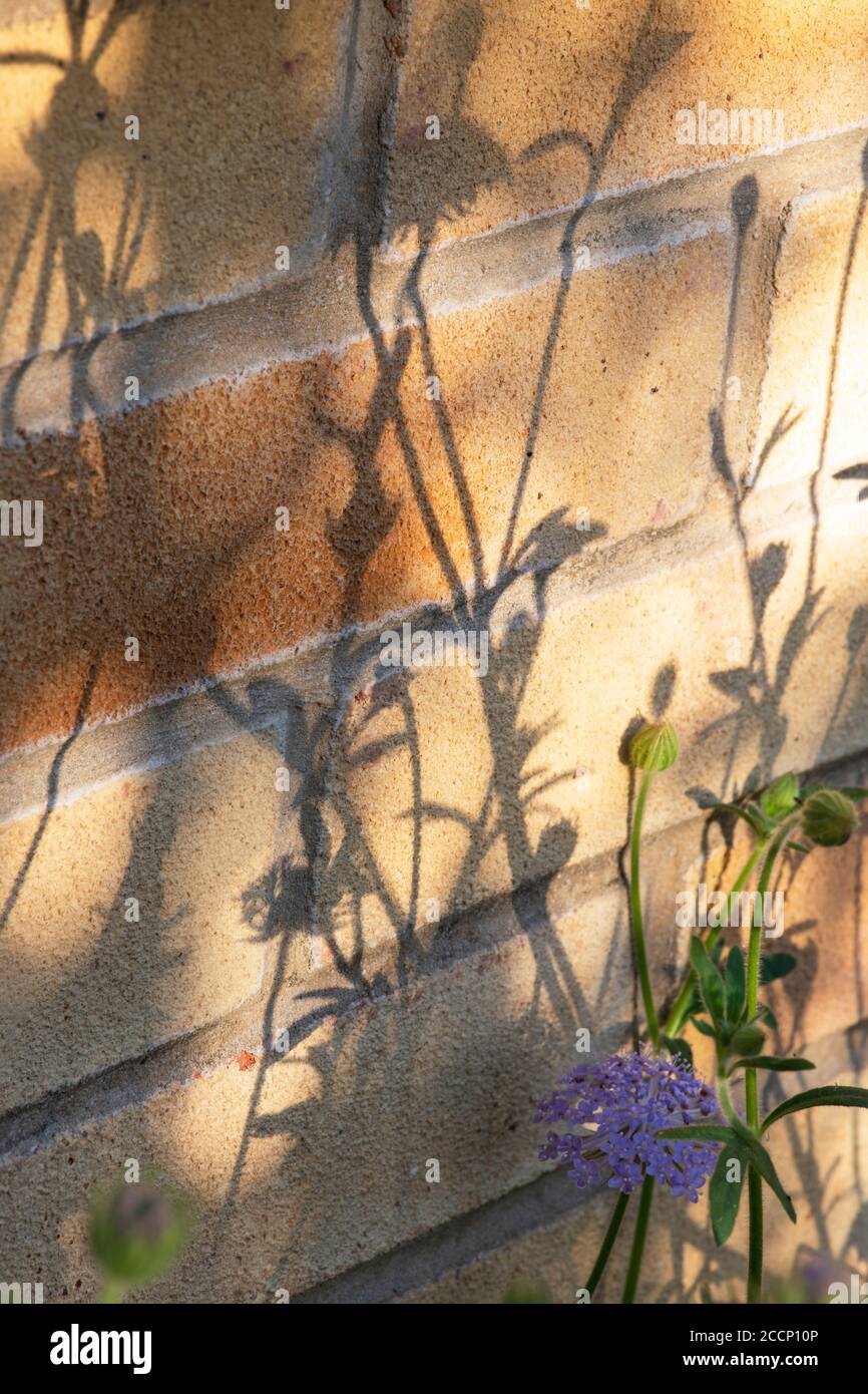 Ombre di fiori su un muro di mattoni di casa. REGNO UNITO Foto Stock