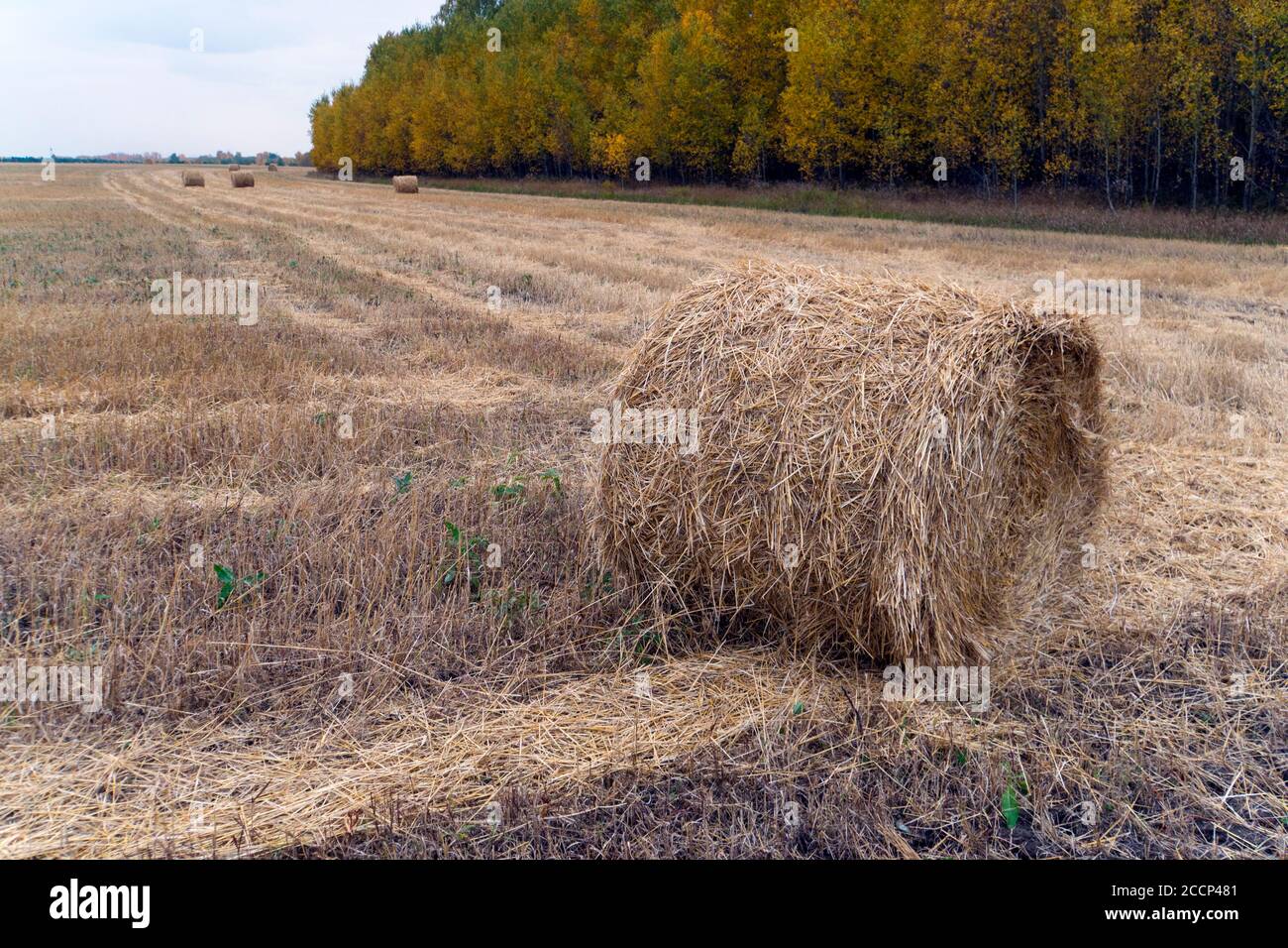 campo agricolo con balle di fieno. Vendemmia autunnale. Paglia smussata sullo sfondo della foresta con alberi colorati. Splendido paesaggio autunnale Foto Stock