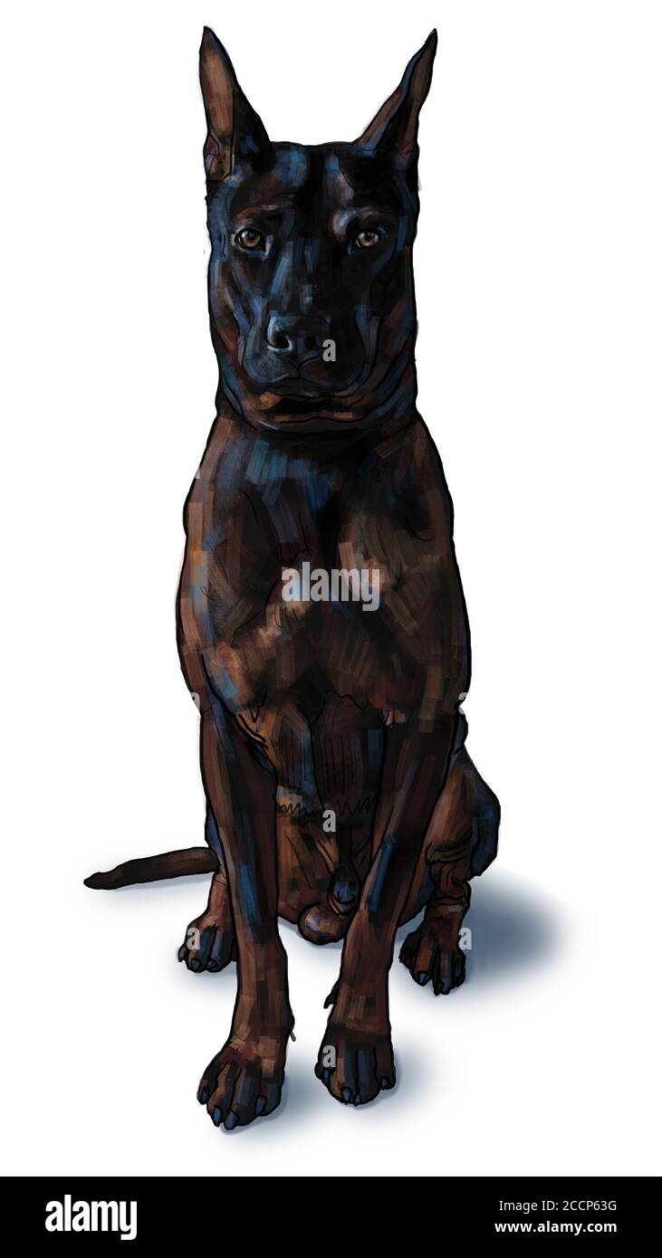 Smart black Thai Ridgeback cane in posa seduta isolato sfondo bianco. Pittura digitale Foto Stock