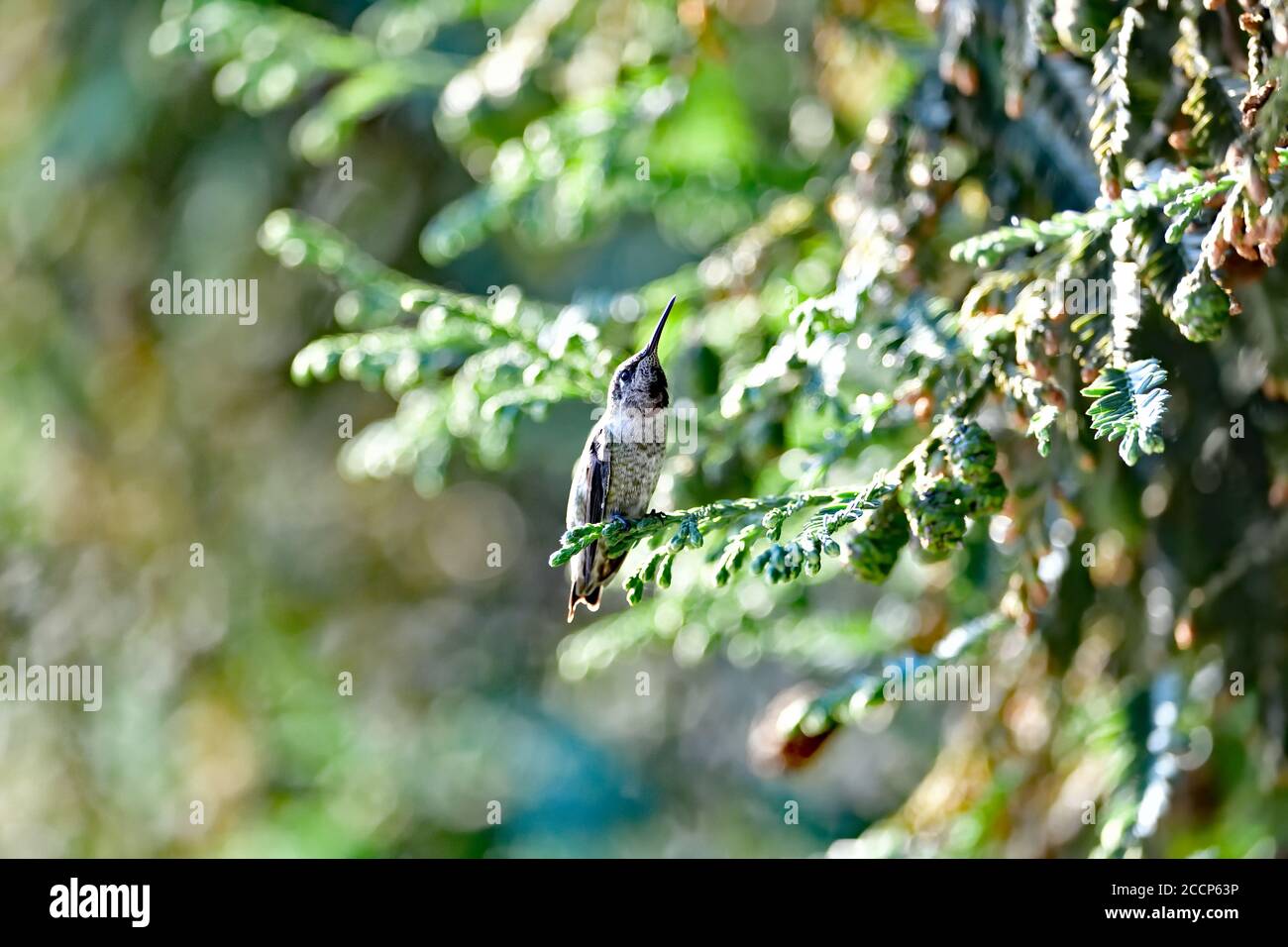 Calypte anna aka il colibrì di Anna Foto Stock