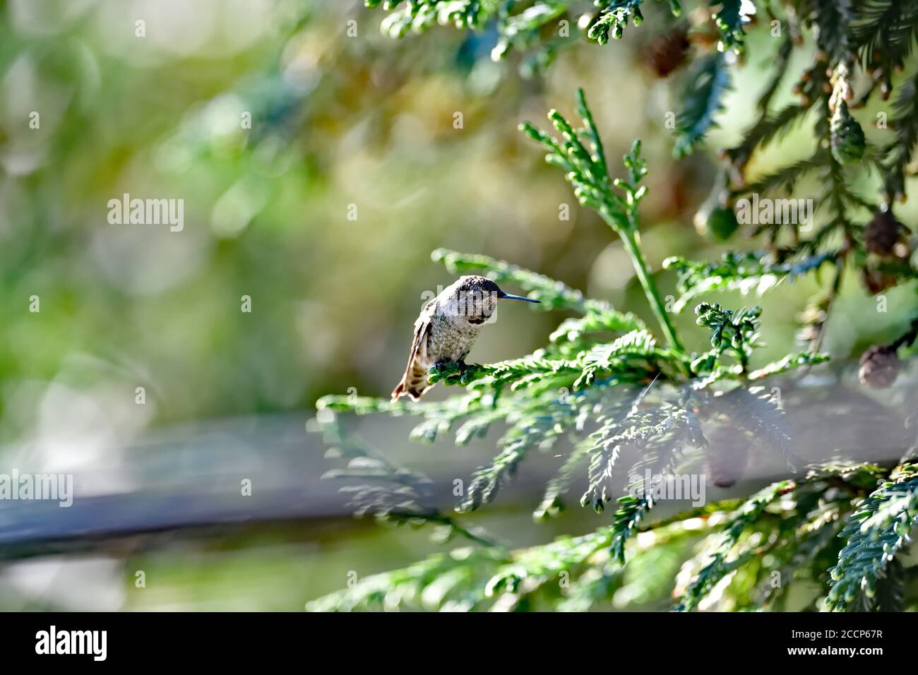 Calypte anna aka il colibrì di Anna Foto Stock
