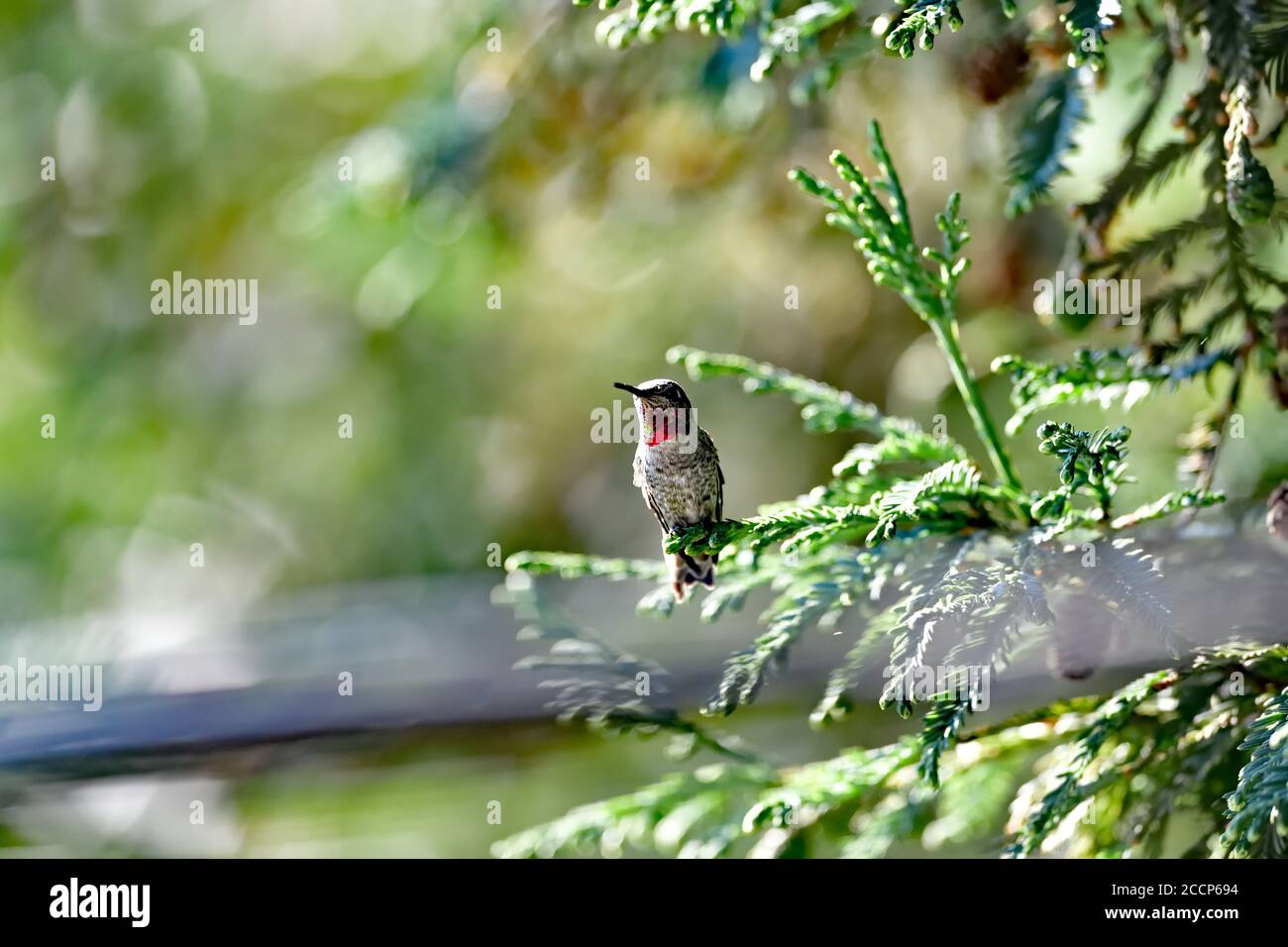 Calypte anna aka il colibrì di Anna Foto Stock
