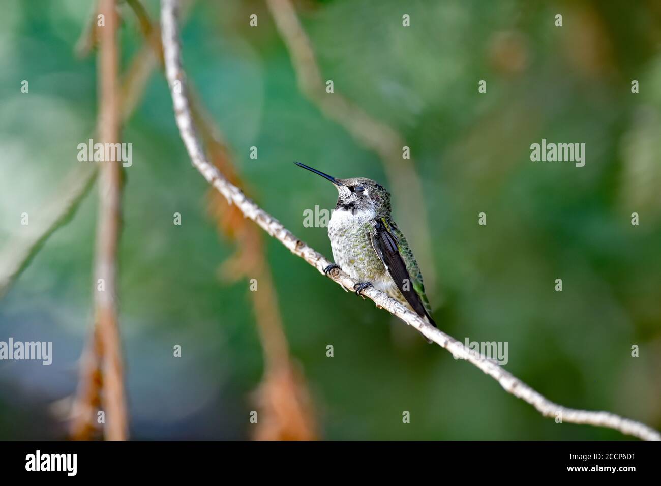 Calypte anna aka il colibrì di Anna Foto Stock