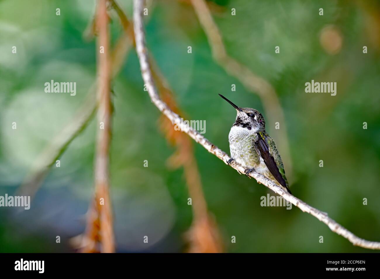 Calypte anna aka il colibrì di Anna Foto Stock