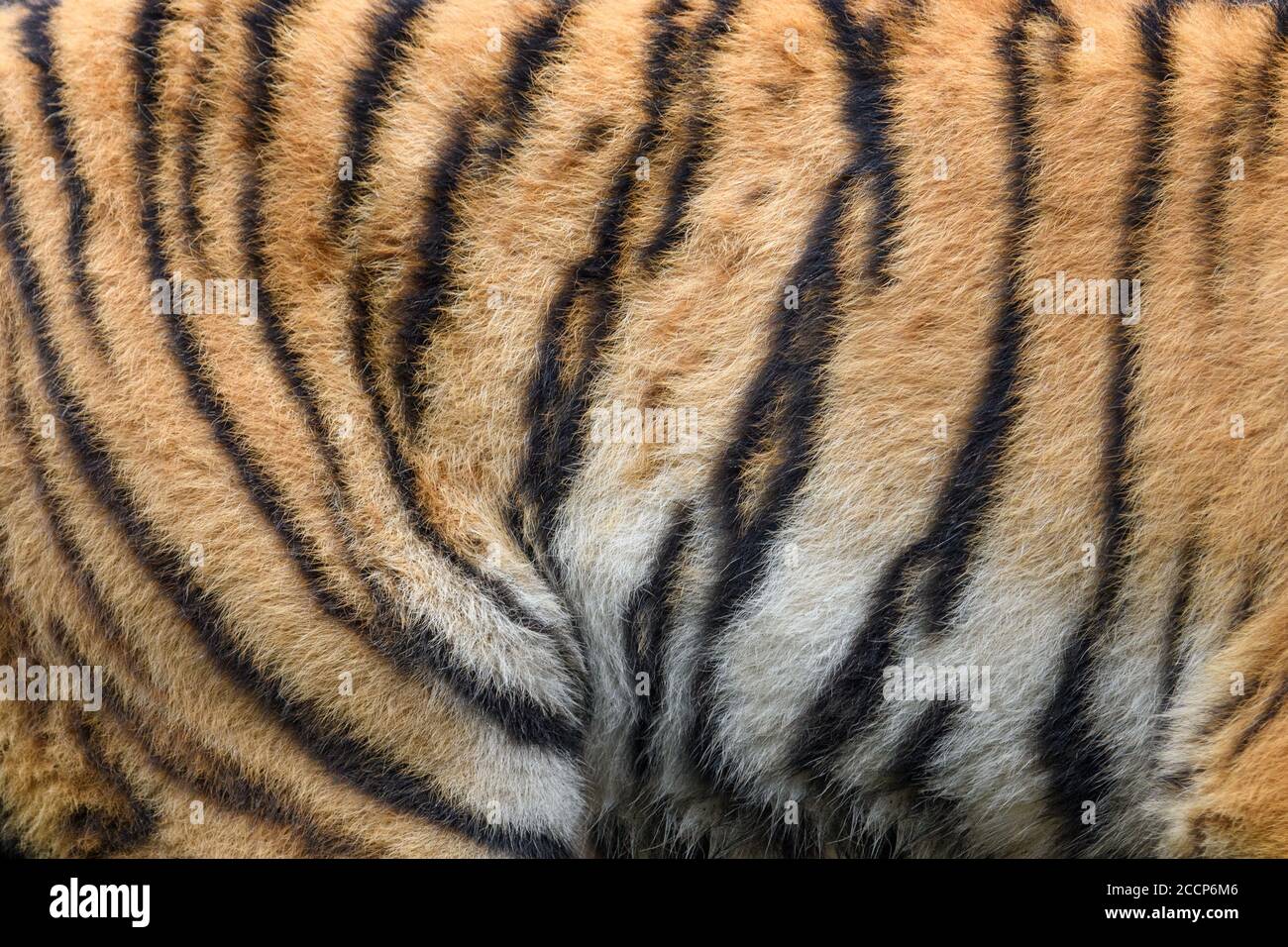 Closeup vera pelle tigre texture. Tigris fur sfondo texture sfondo immagine sfondo Foto Stock