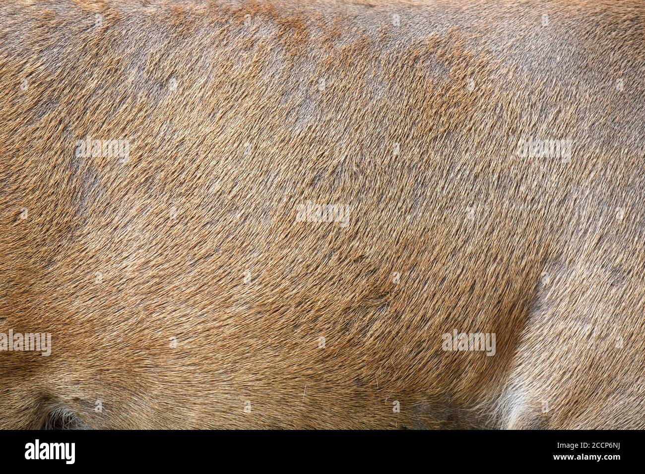 Vera texture bella pelle di cervo. Natura corpo animale e modelli di pelliccia Foto Stock