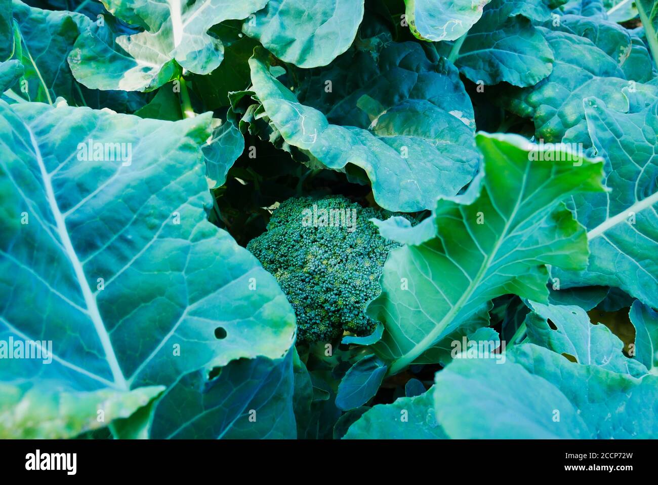 Testa di broccoli circondata da foglie verdi Foto Stock