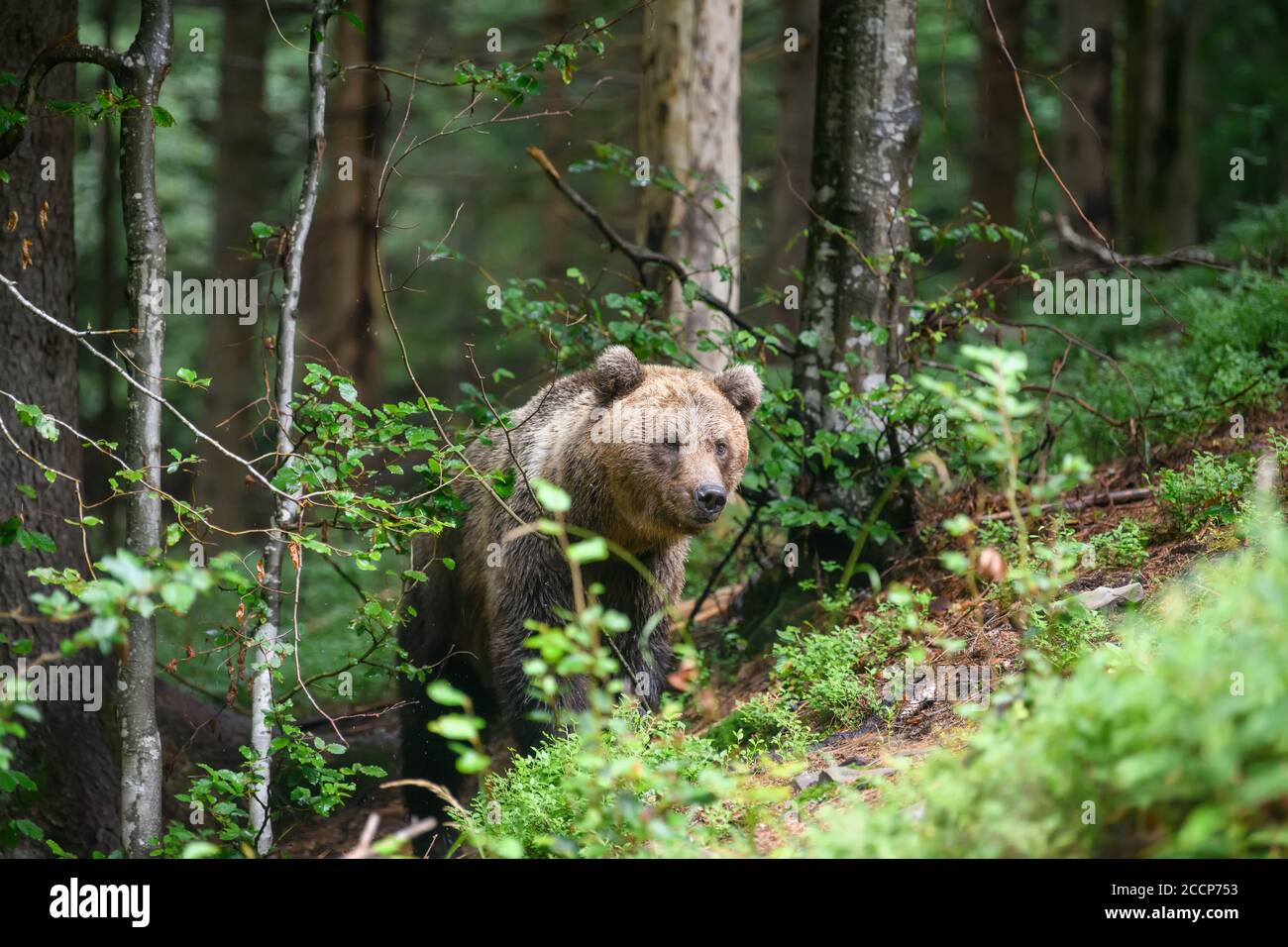 Orso bruno adulto selvaggio ( Ursus arctos ) nella foresta estiva. Animali pericolosi in natura. Scena della fauna selvatica Foto Stock