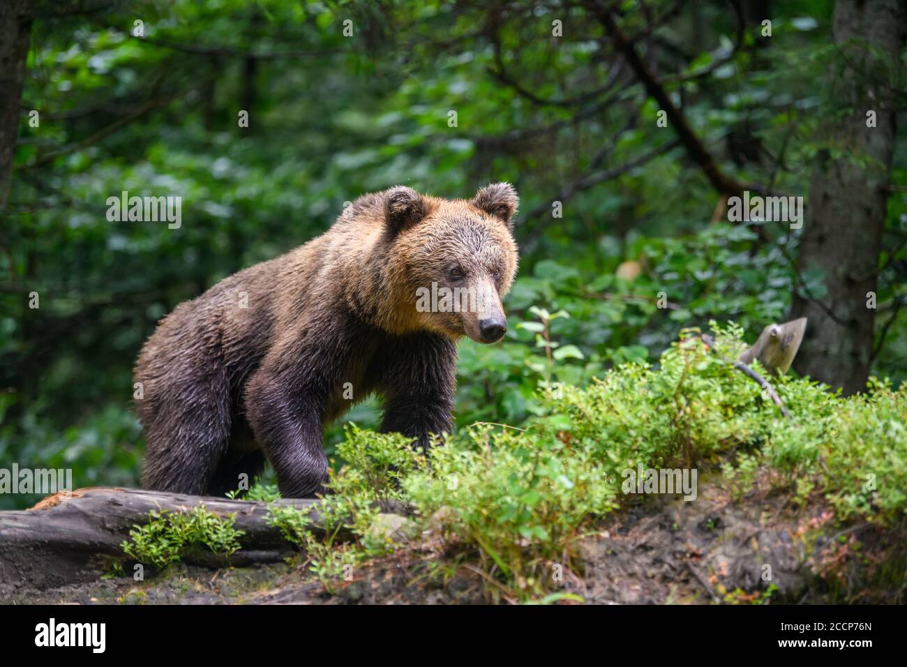 Orso bruno adulto selvaggio ( Ursus arctos ) nella foresta estiva. Animali pericolosi in natura. Scena della fauna selvatica Foto Stock