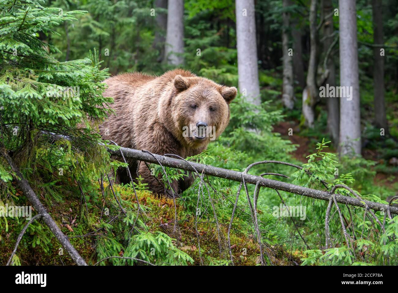 Orso bruno adulto selvaggio ( Ursus arctos ) nella foresta estiva. Animali pericolosi in natura. Scena della fauna selvatica Foto Stock