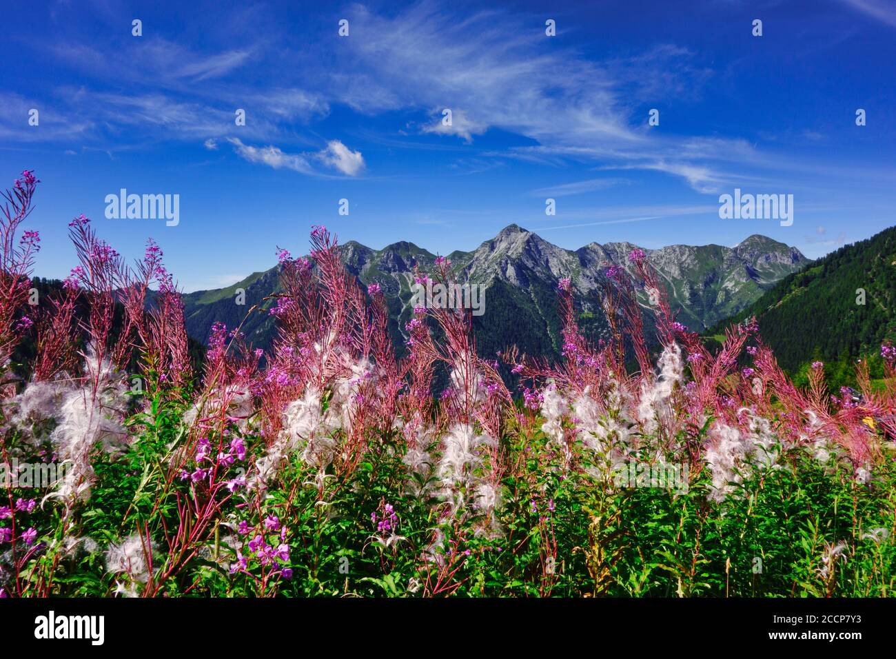 Fioritura di Epilobium angustifolium sulle montagne Foto Stock