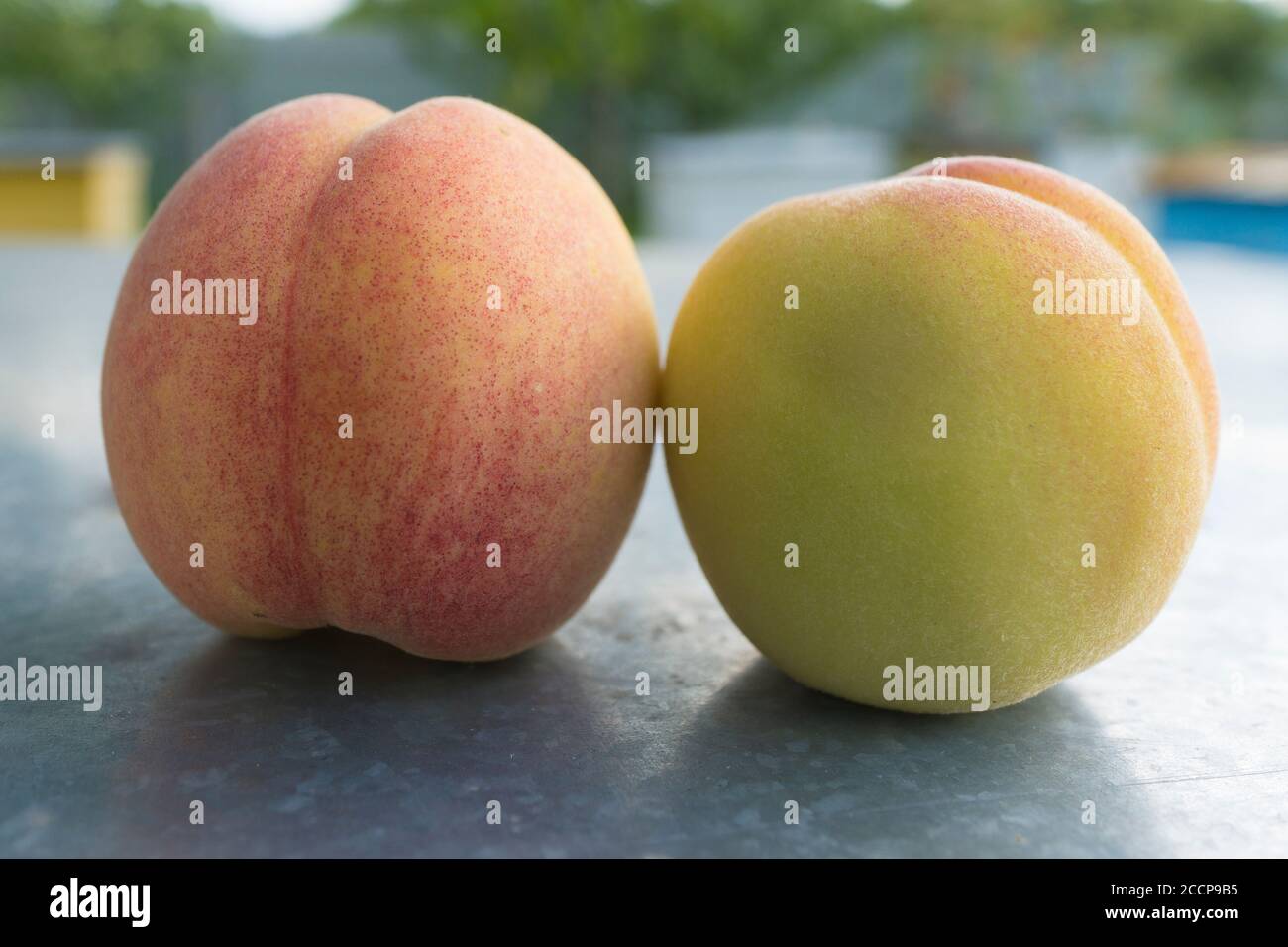 Pesche sull'albero SU SFONDO BLURE. Estate, freschezza. Pesche sull'albero Foto Stock