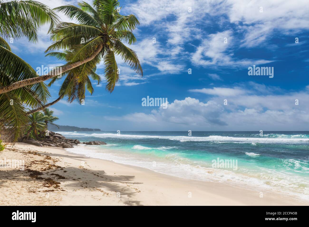 Spiaggia tropicale di sabbia bianca con palme da cocco e il mare turchese sull'isola Paradise. Foto Stock