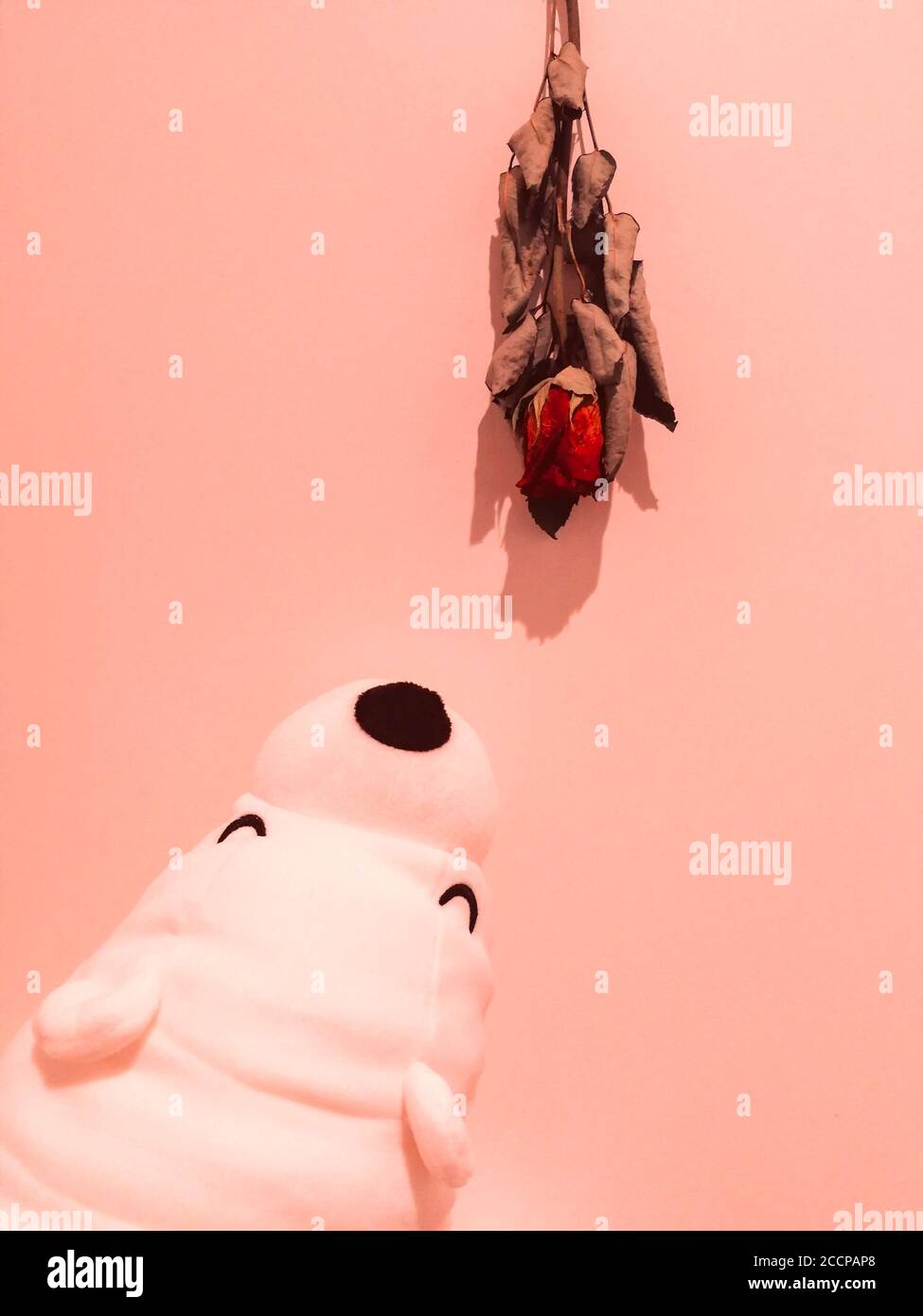Adorabile orsacchiotto con una rosa secca con fondo pinky. Foto Stock