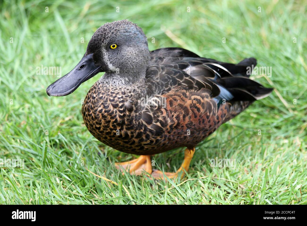 Shoveler Australasiano (spatola rimnchotis) Foto Stock