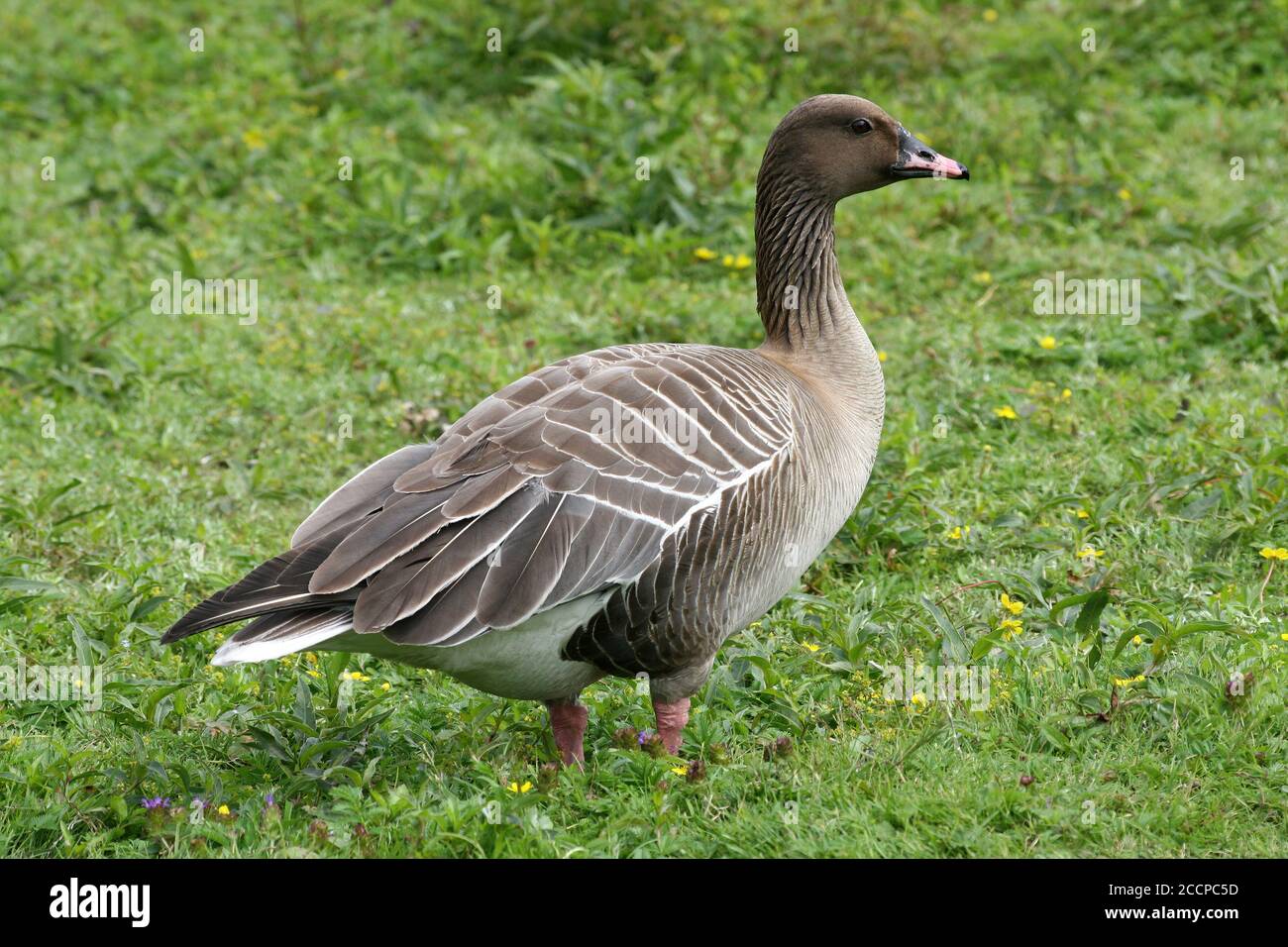 Rosa-footed Goose (Anser brachyrhynchus) Foto Stock