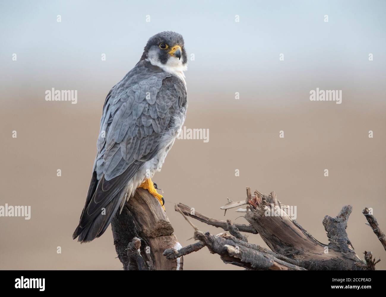 Peregrine Falcon (Falco peregrinus) che si snoda lungo la riva del delta dell'Ebro in Spagna. Eventualmente del calidus della sottospecie. Arroccato, visto sul bac Foto Stock
