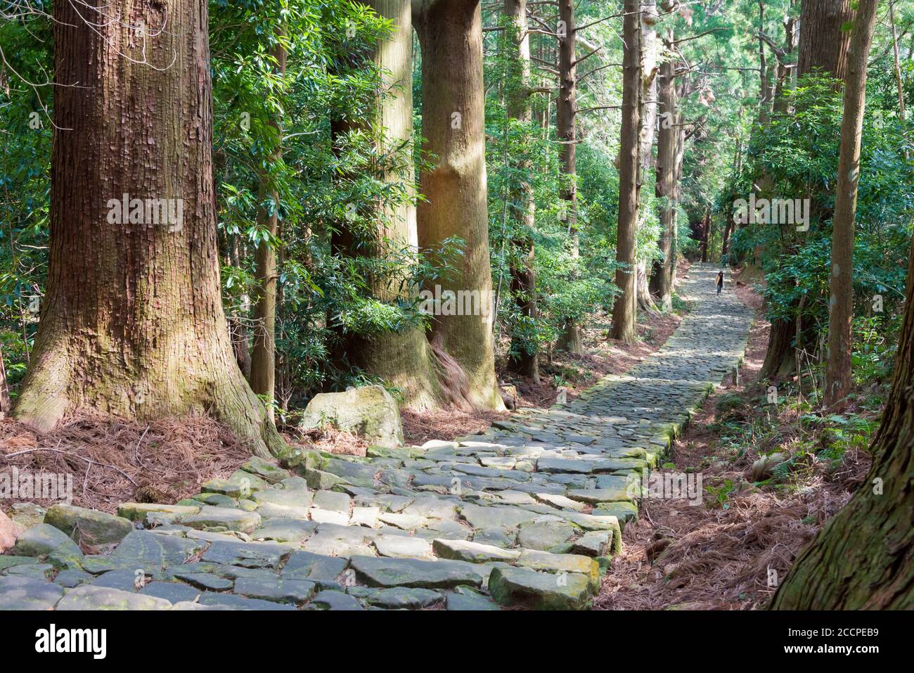 Wakayama, Giappone - pista di Daimonzaka su Kumano Kodo (percorso Nakahechi) a Nachikatsuura, Wakayama, Giappone. Fa parte del patrimonio dell'umanità dell'UNESCO. Foto Stock