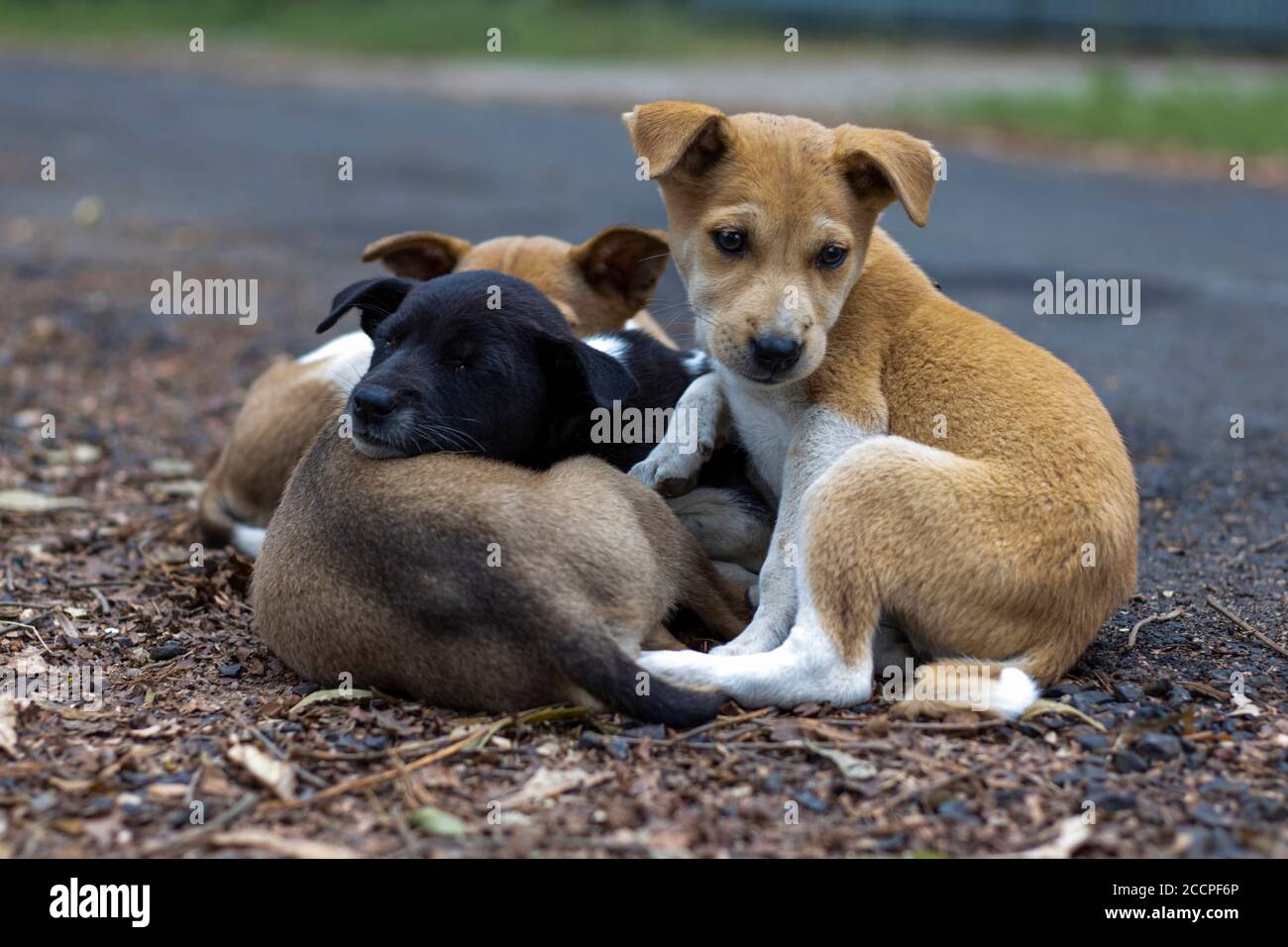 cuccioli di strada che dormono uno sull'altro in inverno Foto Stock