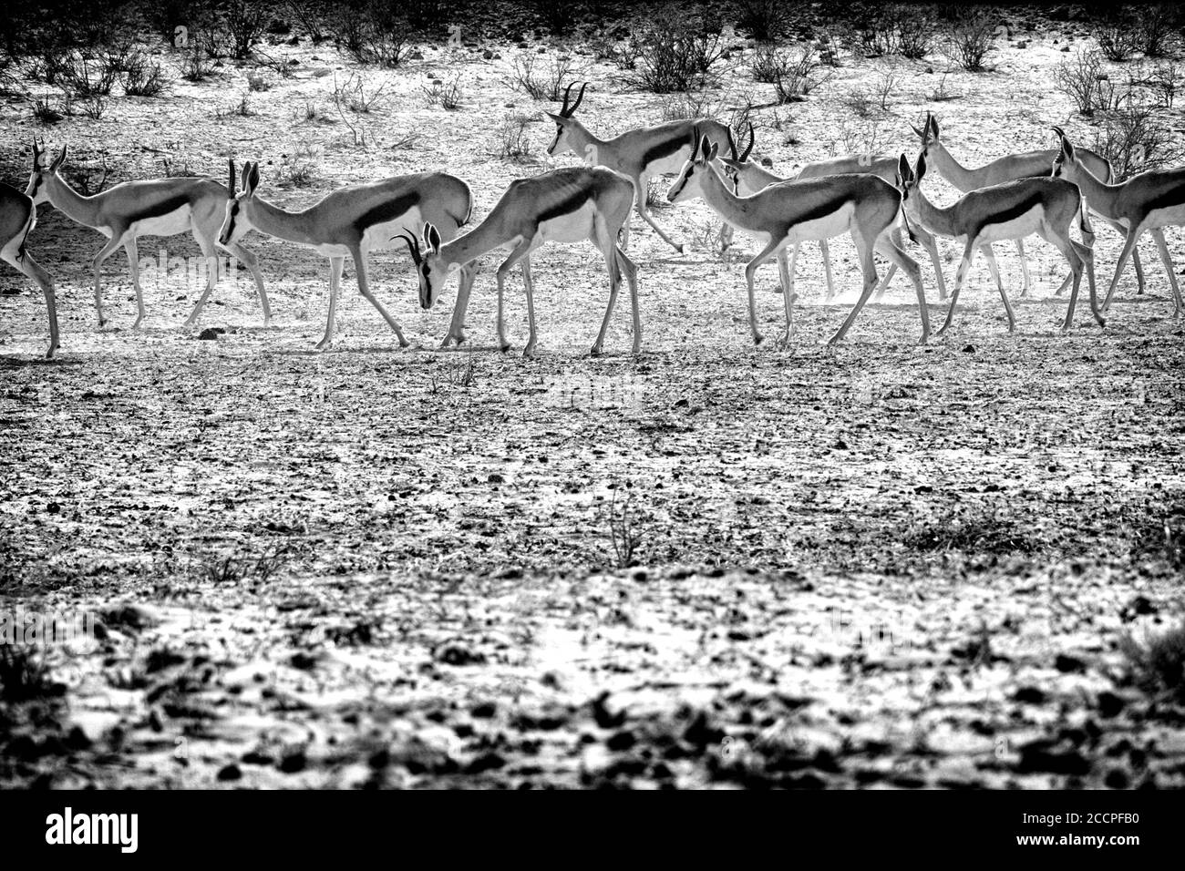 Animali selvatici nel loro ambiente, presi in bianco e nero per avere più senso di libertà ed energia pura Foto Stock