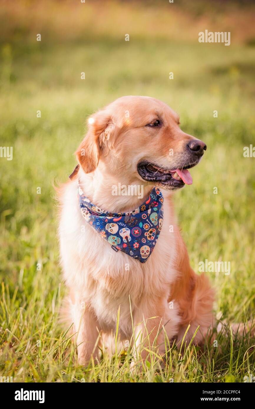 Golden Retriever su erba indossando una foto bandana per lo spot Foto Stock