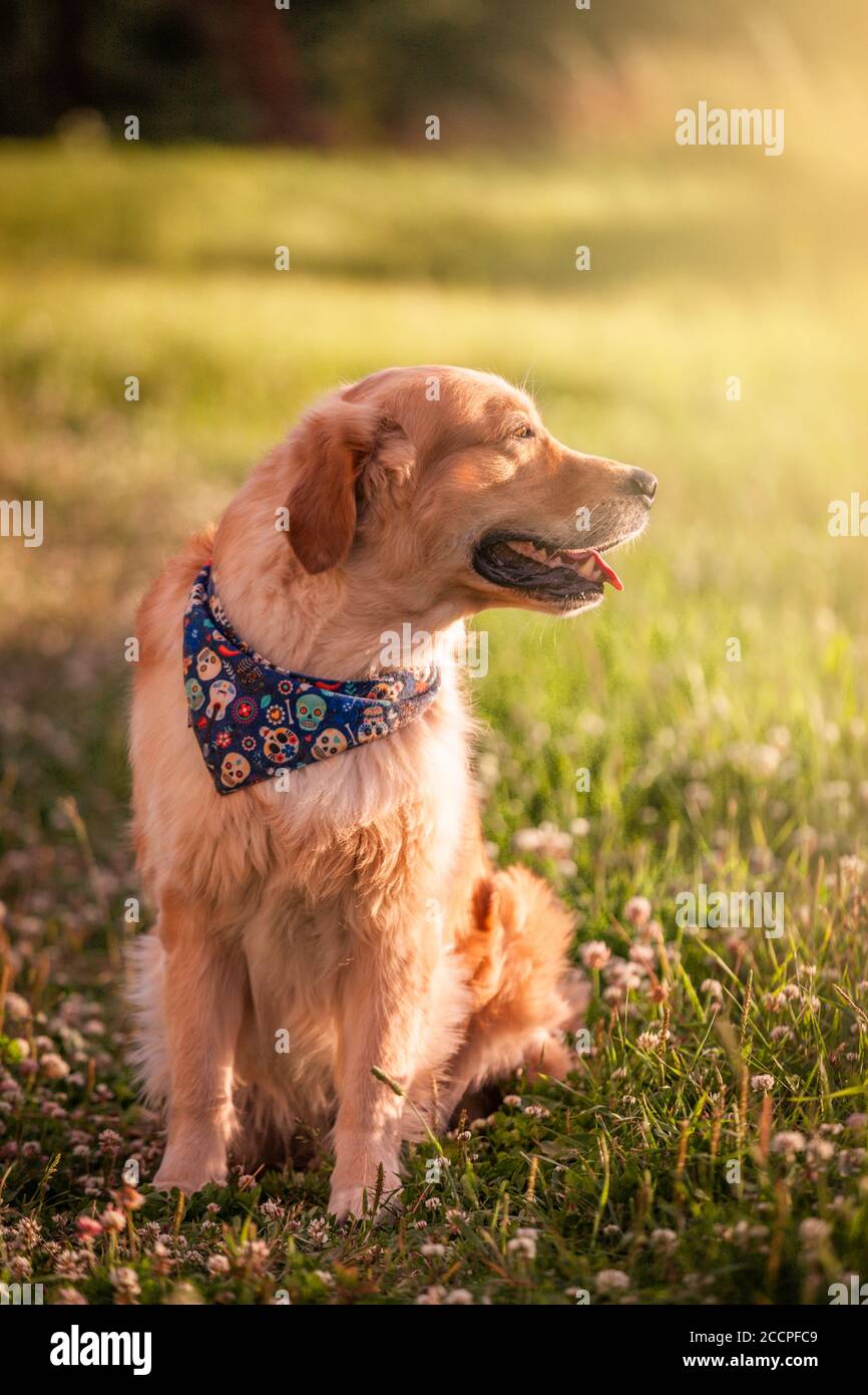 Golden Retriever su erba indossando una foto bandana per lo spot Foto Stock