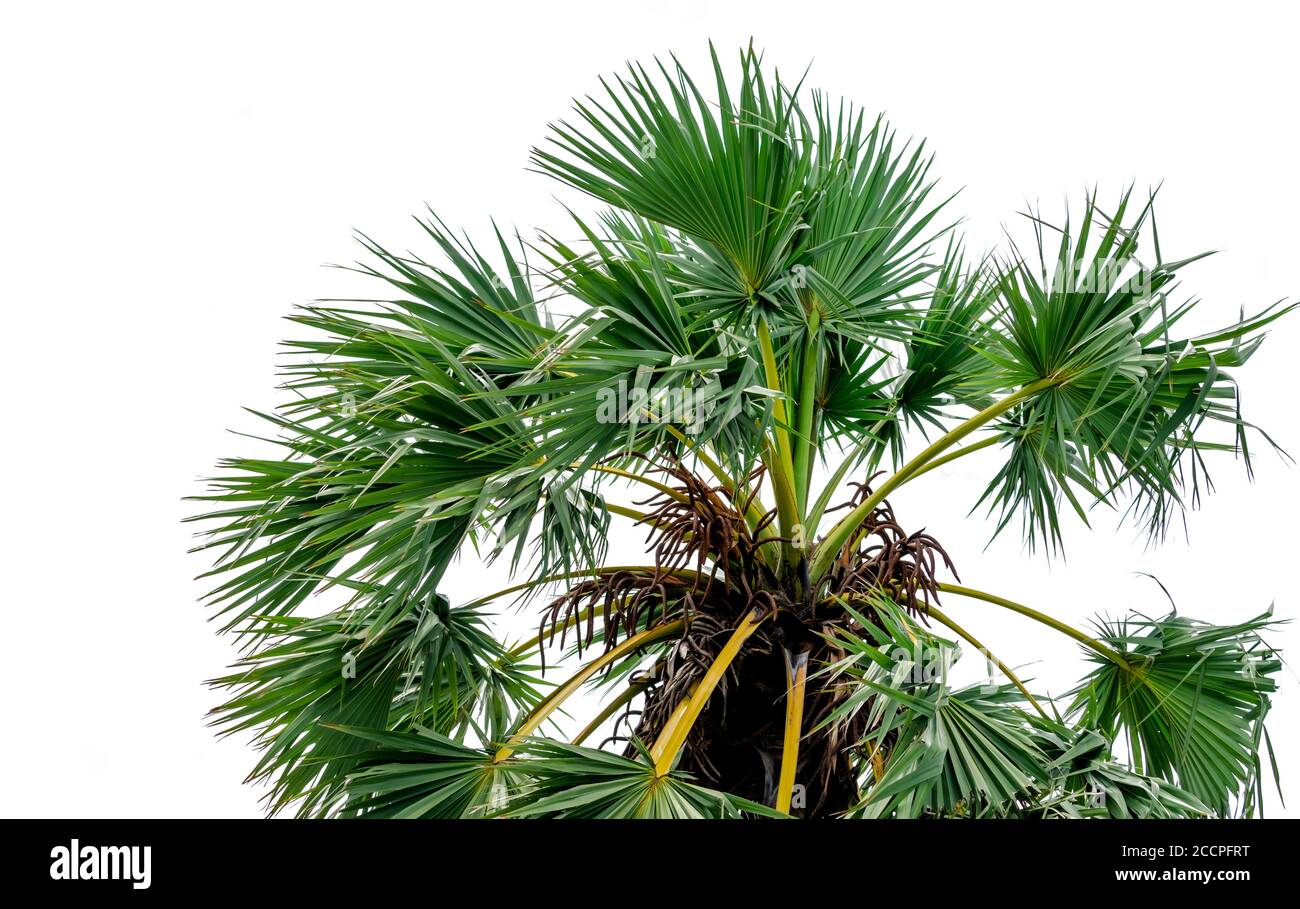 Palma di zucchero o tala palma (fiabellifero di Borasso) albero e foglie verdi isolate su sfondo bianco. Disegno naturale di foglie di palma da zucchero e di resina infiammata Foto Stock