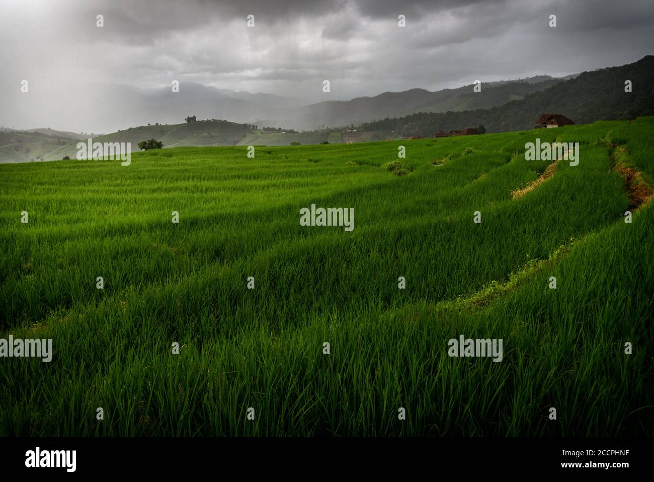 Il bellissimo scenario del campo di riso terrazzato verde con raggi di luce mentre piove alla foresta di Bong Piang nella stagione delle piogge in Mae Chaem, Chiang mai Foto Stock