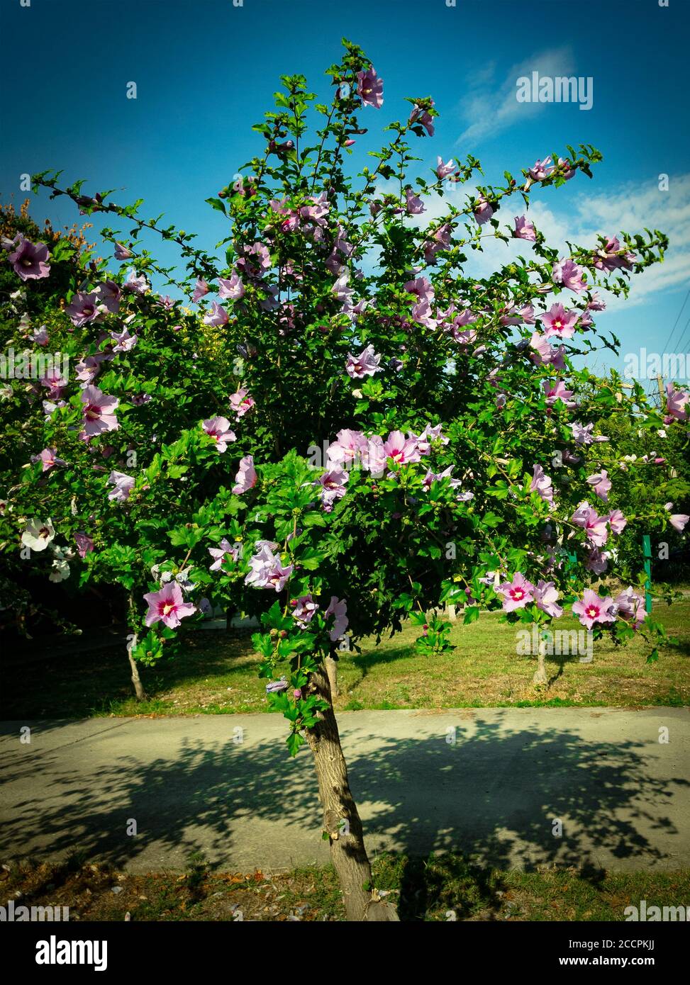 Antico albero decorativo l'Hibiscus Foto stock - Alamy