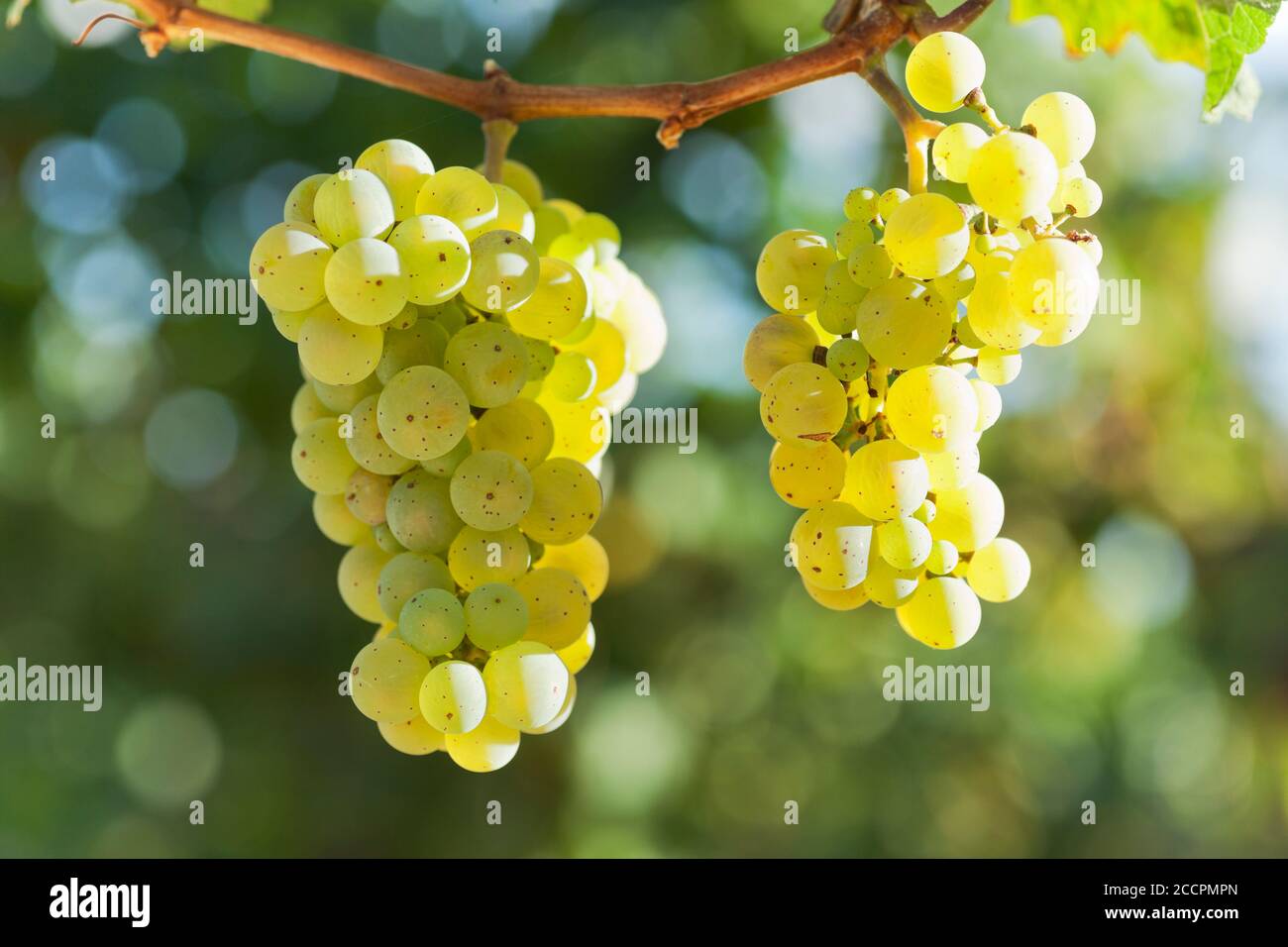 Primo piano di un grappolo di uve per il vino bianco in un vigneto Foto Stock