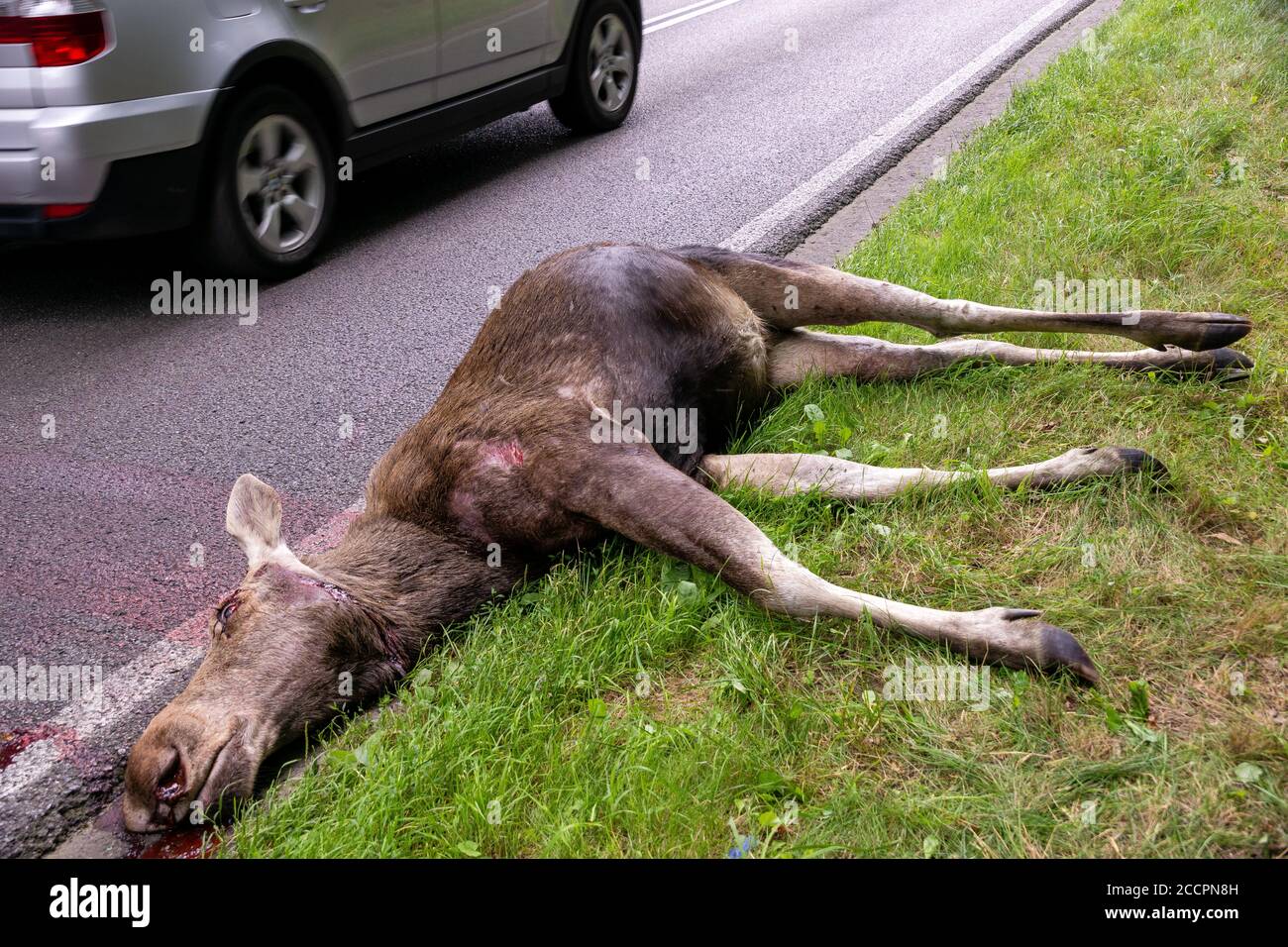Incidente su strada di Moose-Vehicle Foto Stock