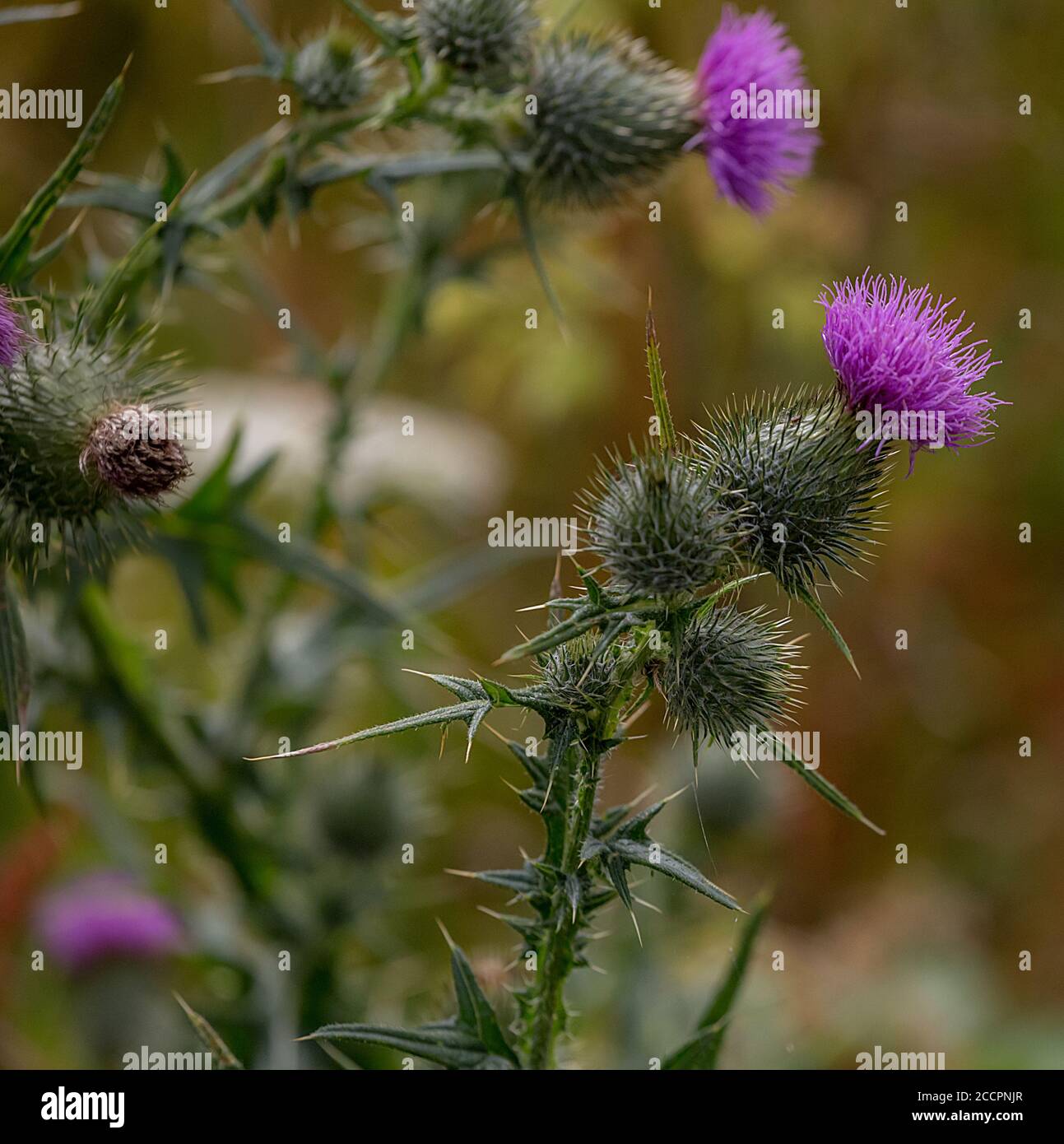 Cardo selvatico comune Foto Stock