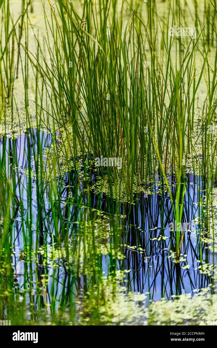 Parte della nuova Reed Walk al WWT Slimbridge Foto Stock