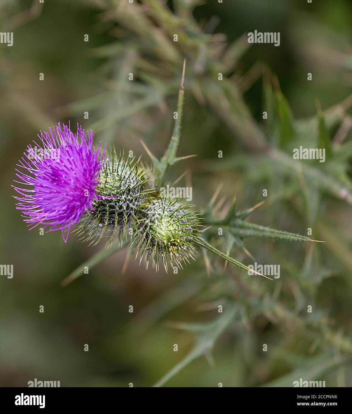 Cardo selvatico comune Foto Stock