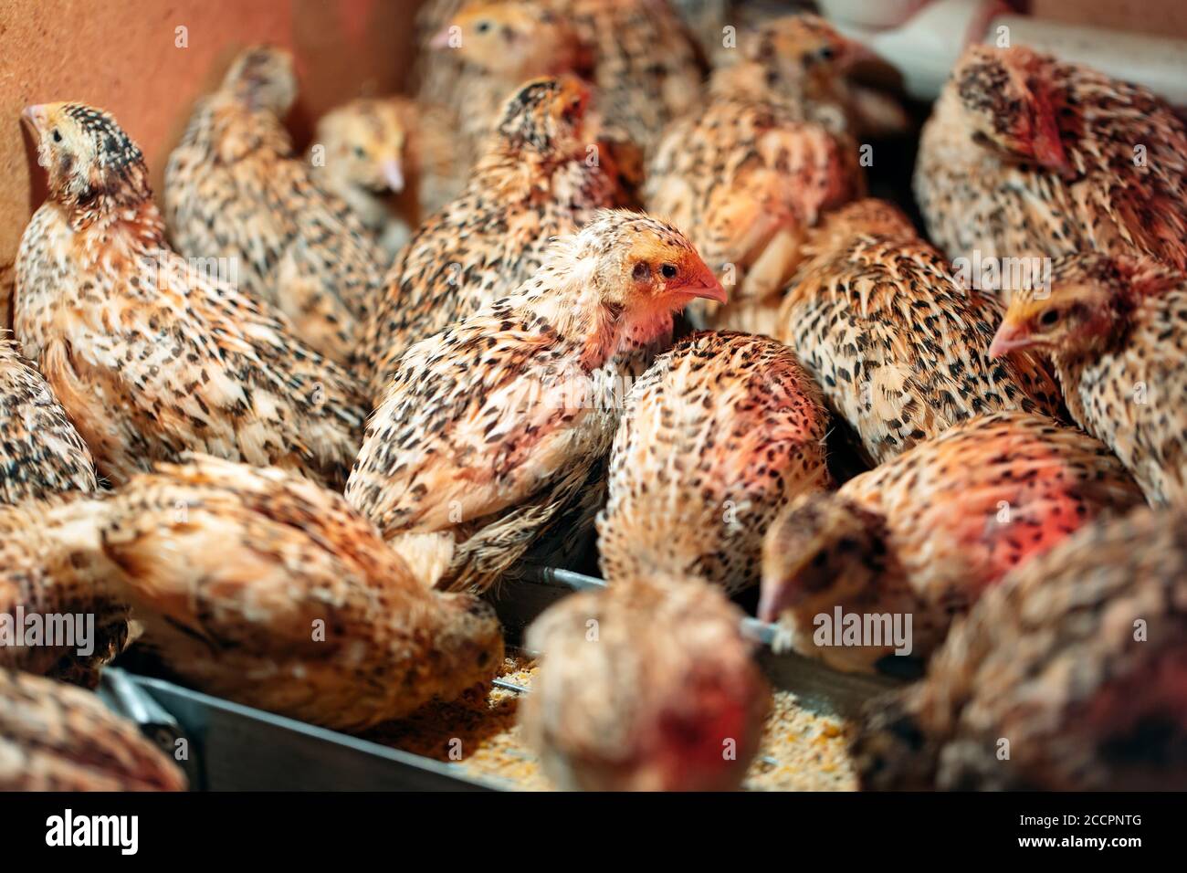 Quail pulcini in una gabbia sulla fattoria. Foto Stock