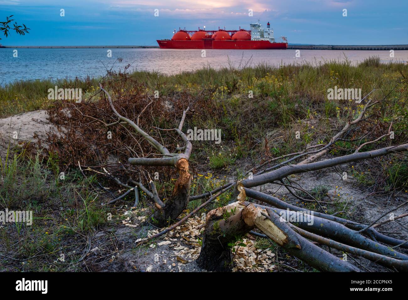 Alberi abbattuto da castori nella zona fortemente industrializzata di La porta GNL Foto Stock